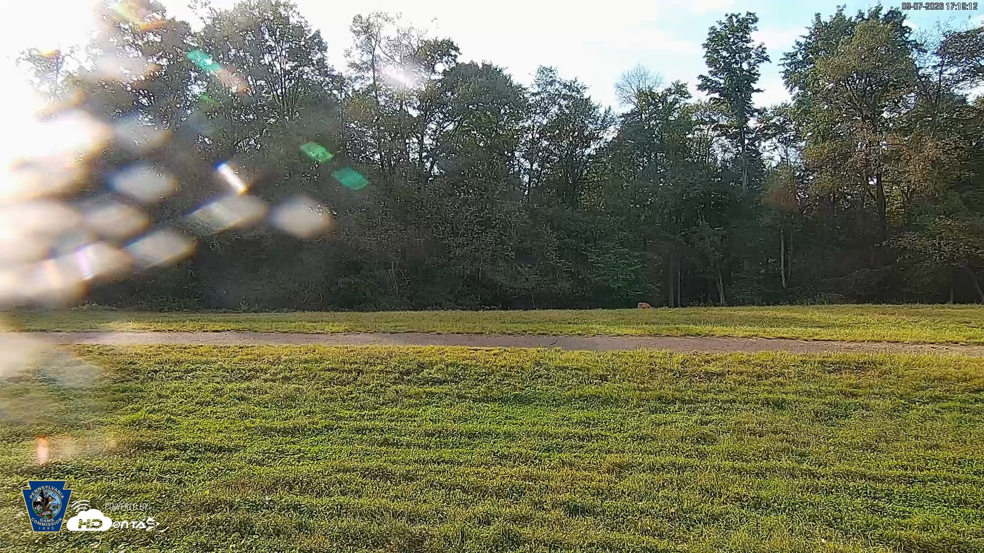 Snapshot of Pennsylvania Elk Live Webcam taken Sep 7, 2026, 5:20pm EDT