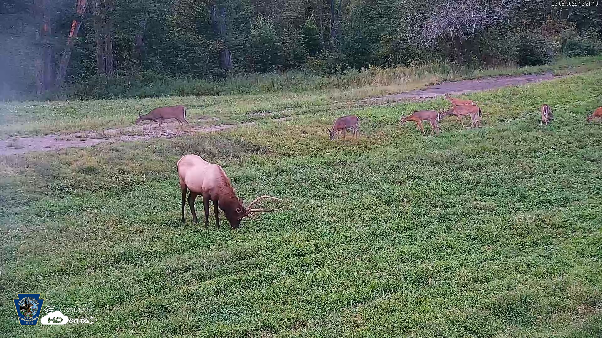 Snapshot of Pennsylvania Elk Live Webcam taken Sep 8, 2026, 7:21pm EDT