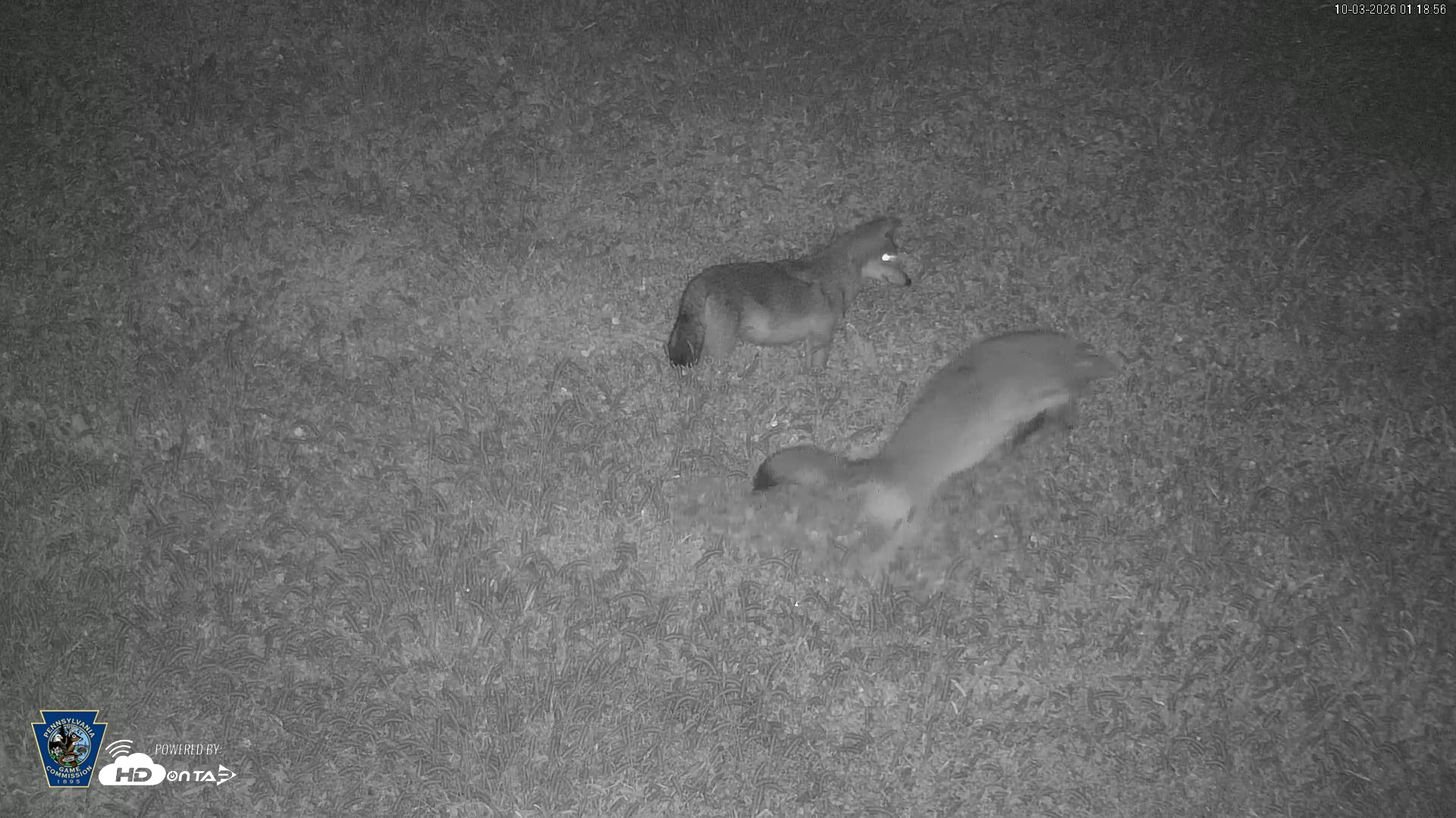 Snapshot of Pennsylvania Elk Live Webcam taken Oct 3, 2026, 1:19am EDT