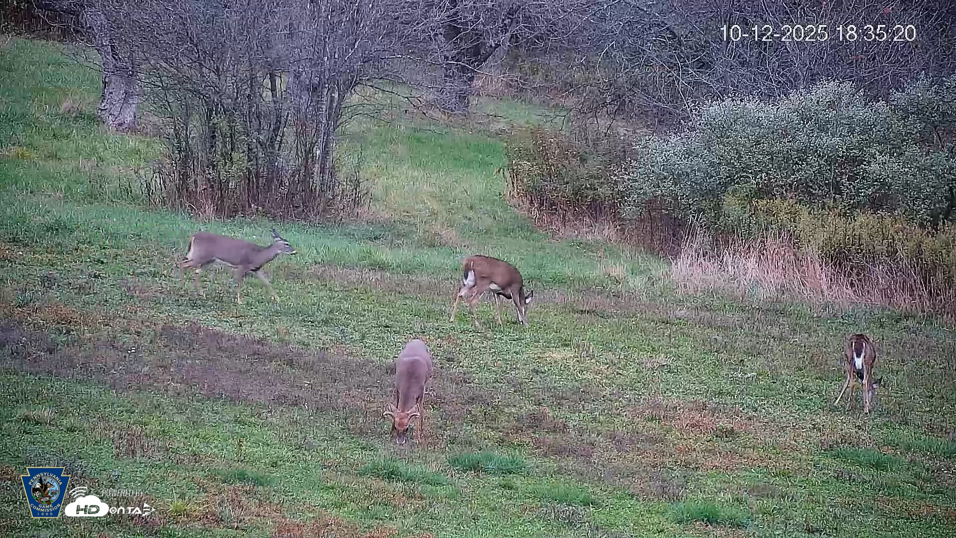 Snapshot of Pennsylvania Elk Live Webcam taken Oct 12, 2025, 6:36pm EDT