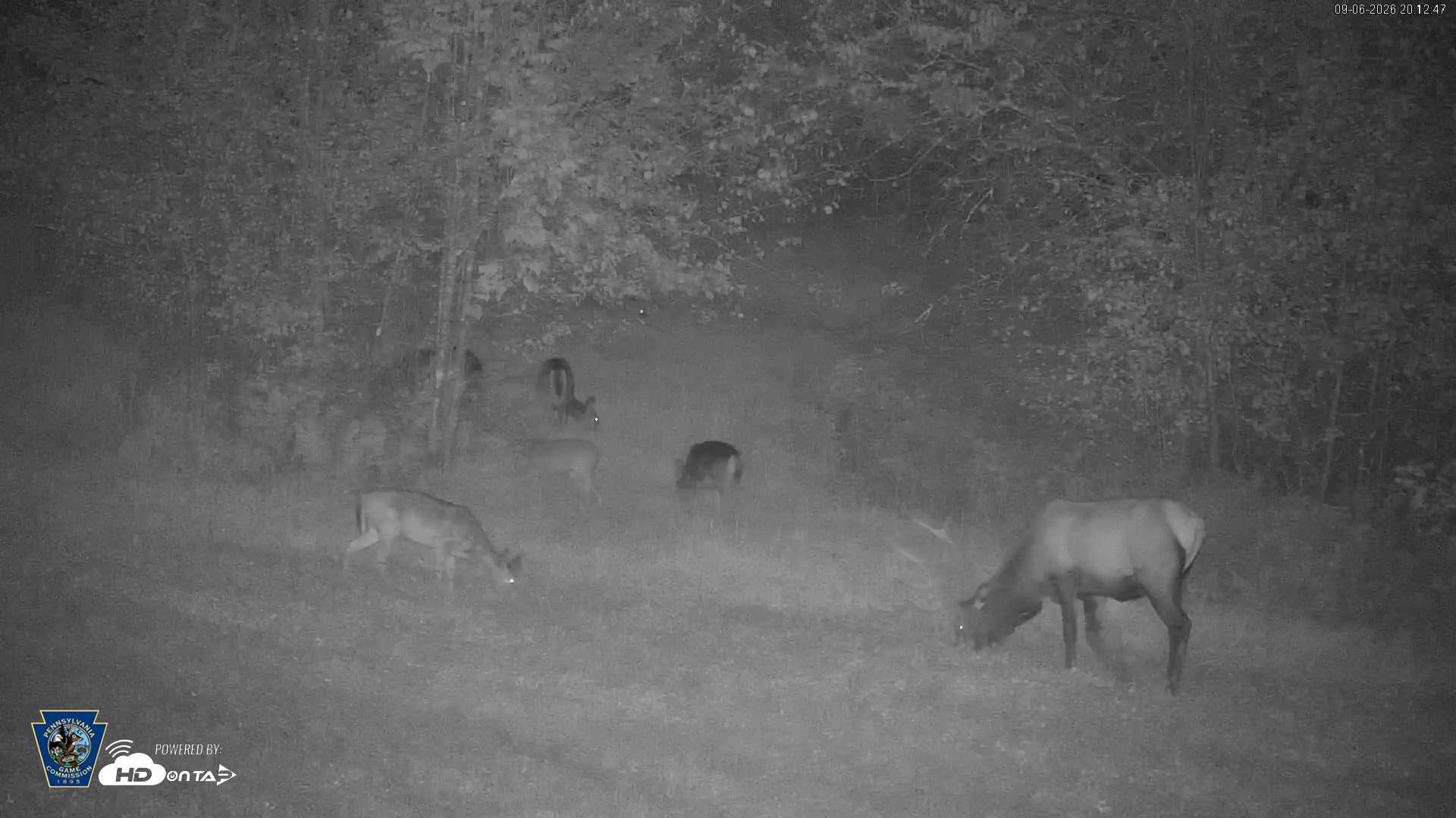 Snapshot of Pennsylvania Elk Live Webcam taken Sep 6, 2026, 8:13pm EDT