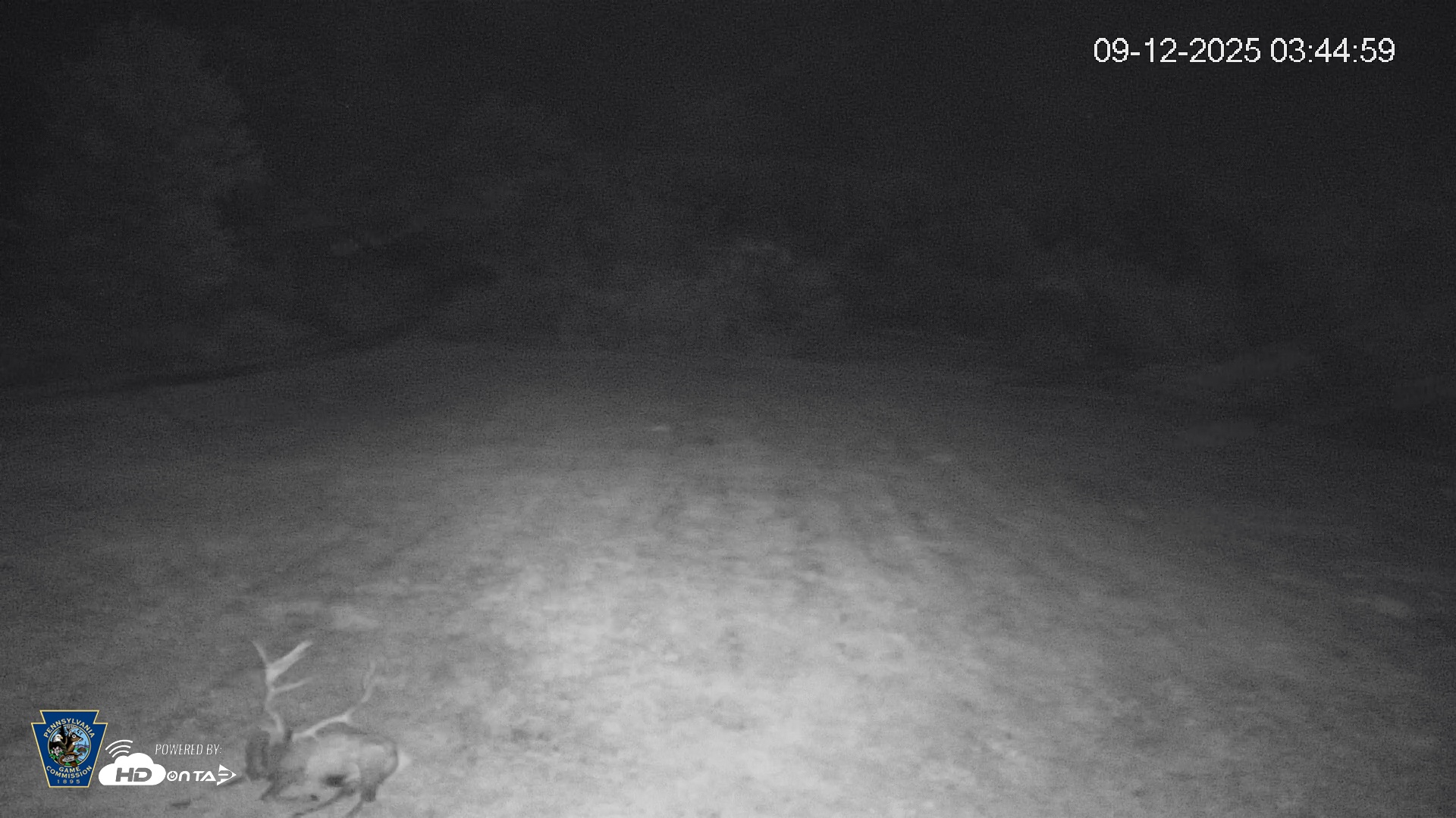 Snapshot of Pennsylvania Elk Live Webcam taken Sep 12, 2025, 3:45am EDT