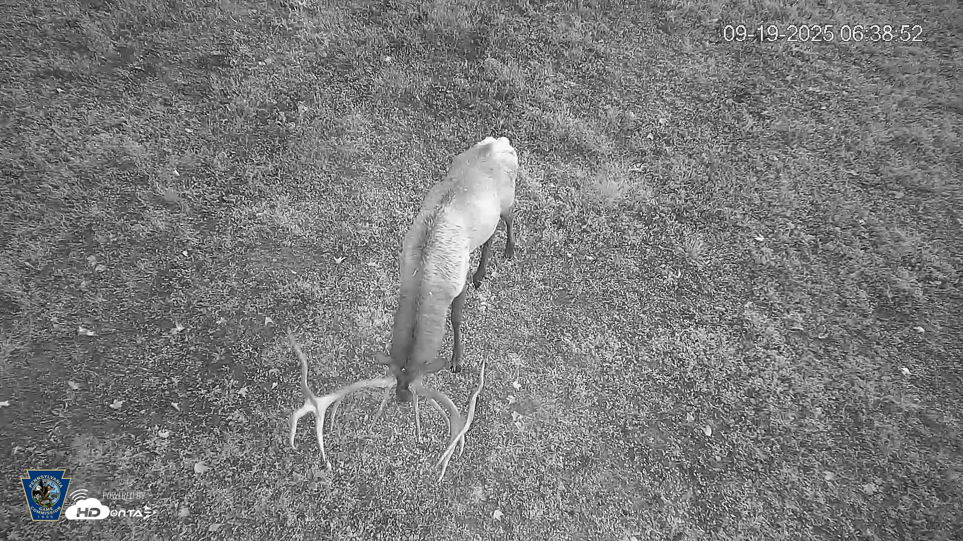 Snapshot of Pennsylvania Elk Live Webcam taken Sep 19, 2025, 6:39am EDT