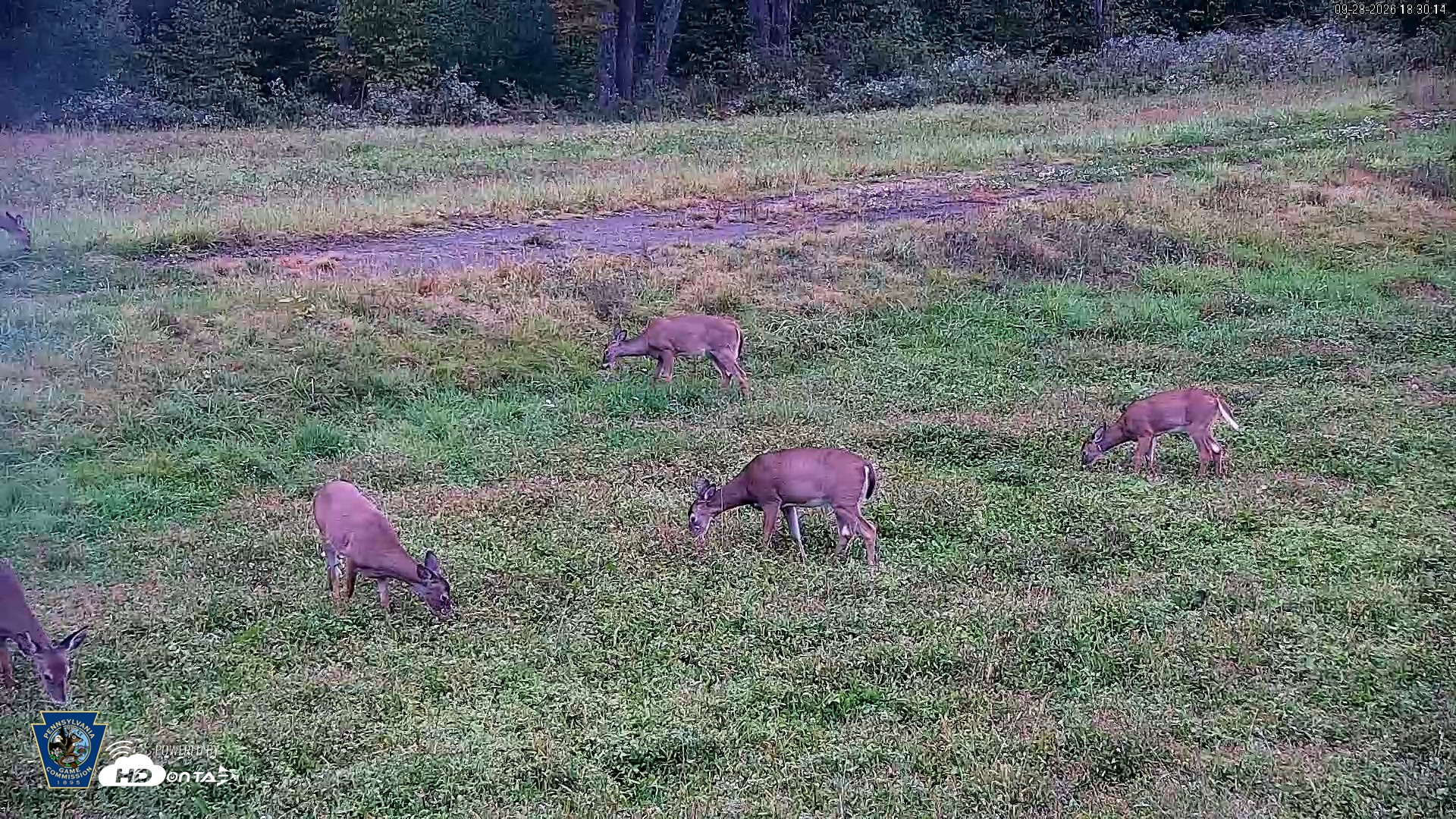 Snapshot of Pennsylvania Elk Live Webcam taken Sep 28, 2026, 6:31pm EDT