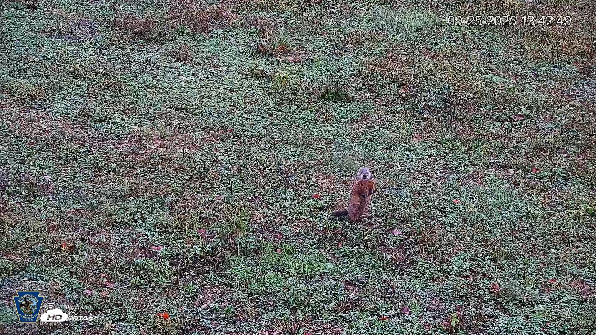 Snapshot of Pennsylvania Elk Live Webcam taken Sep 25, 2025, 1:43pm EDT