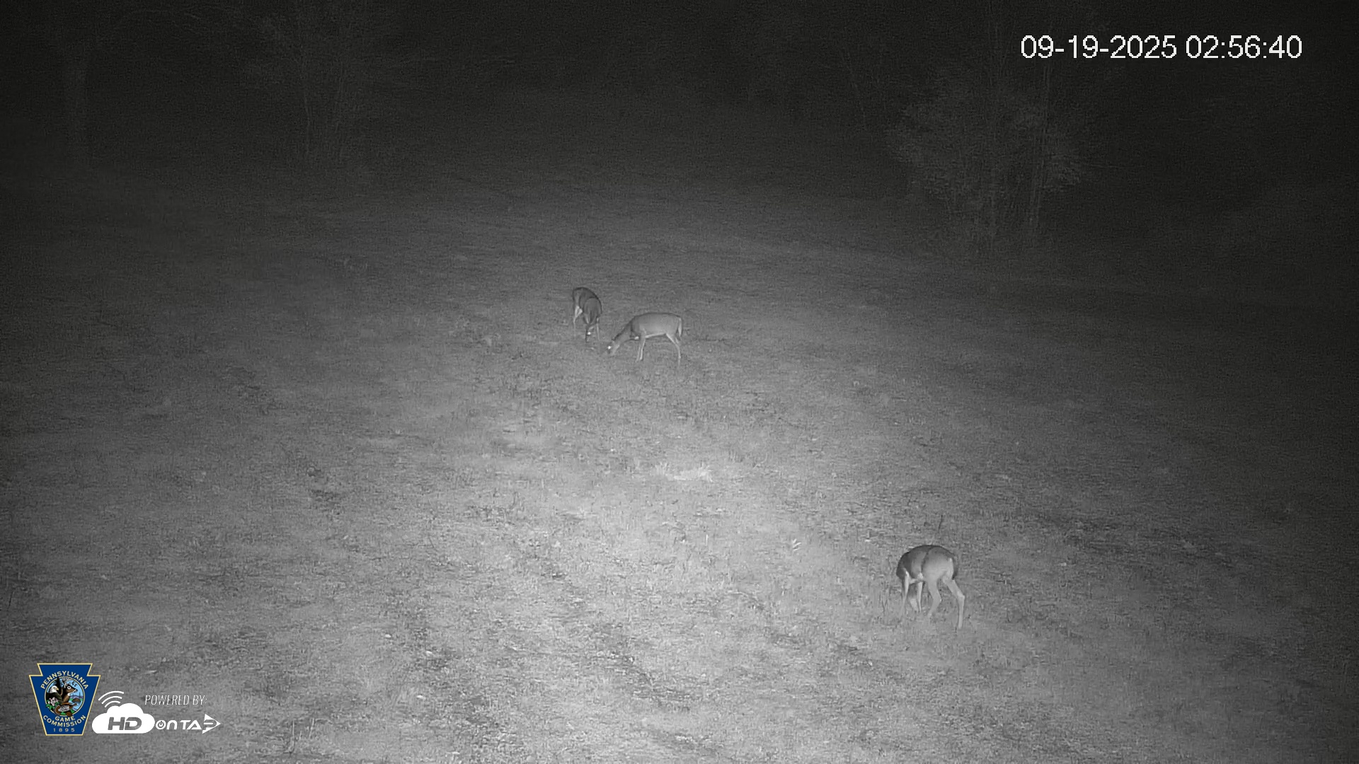 Snapshot of Pennsylvania Elk Live Webcam taken Sep 19, 2025, 2:57am EDT