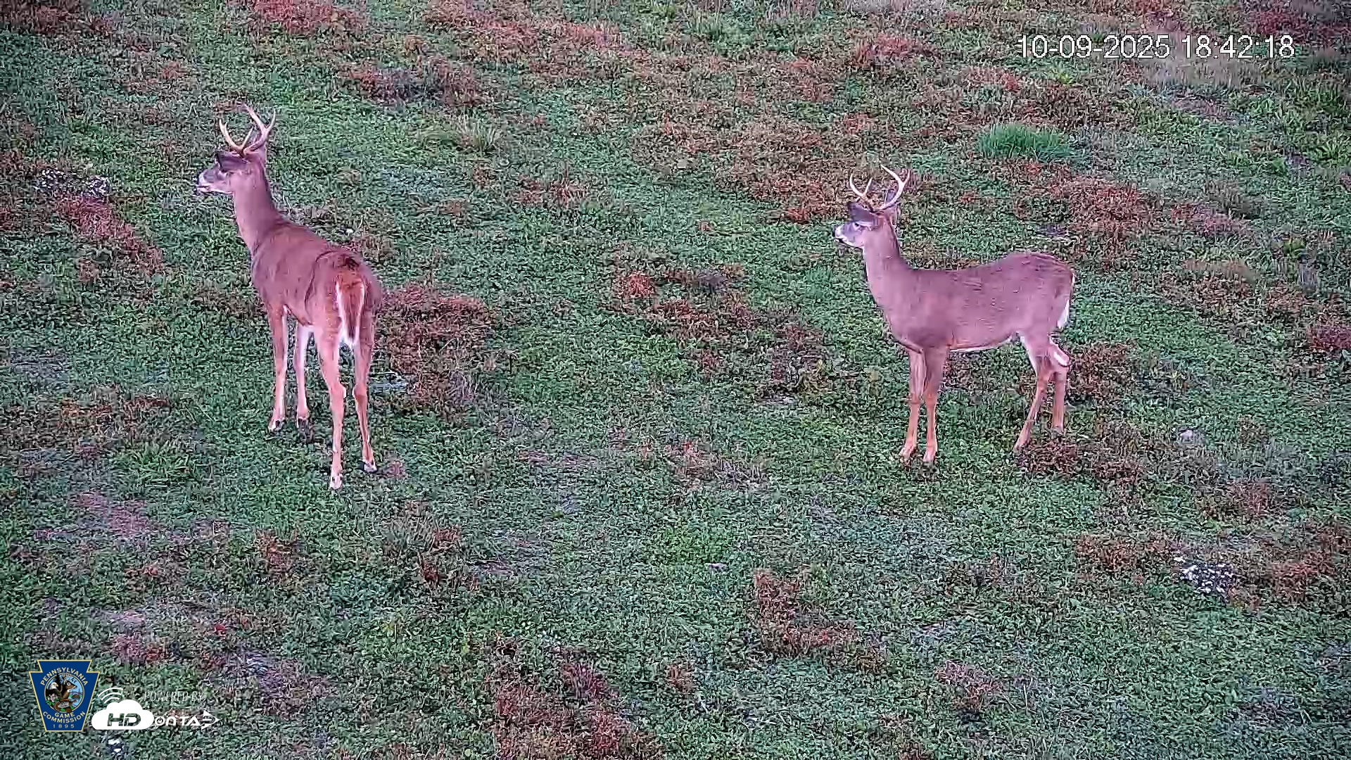 Snapshot of Pennsylvania Elk Live Webcam taken Oct 9, 2025, 6:43pm EDT