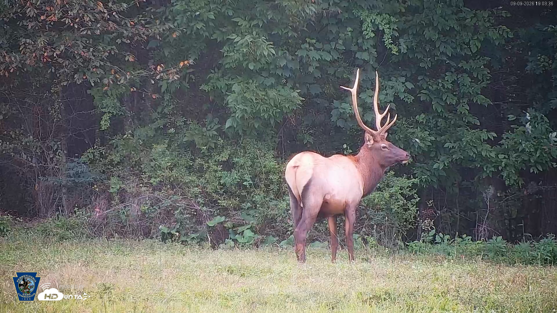 Snapshot of Pennsylvania Elk Live Webcam taken Sep 9, 2026, 7:04pm EDT