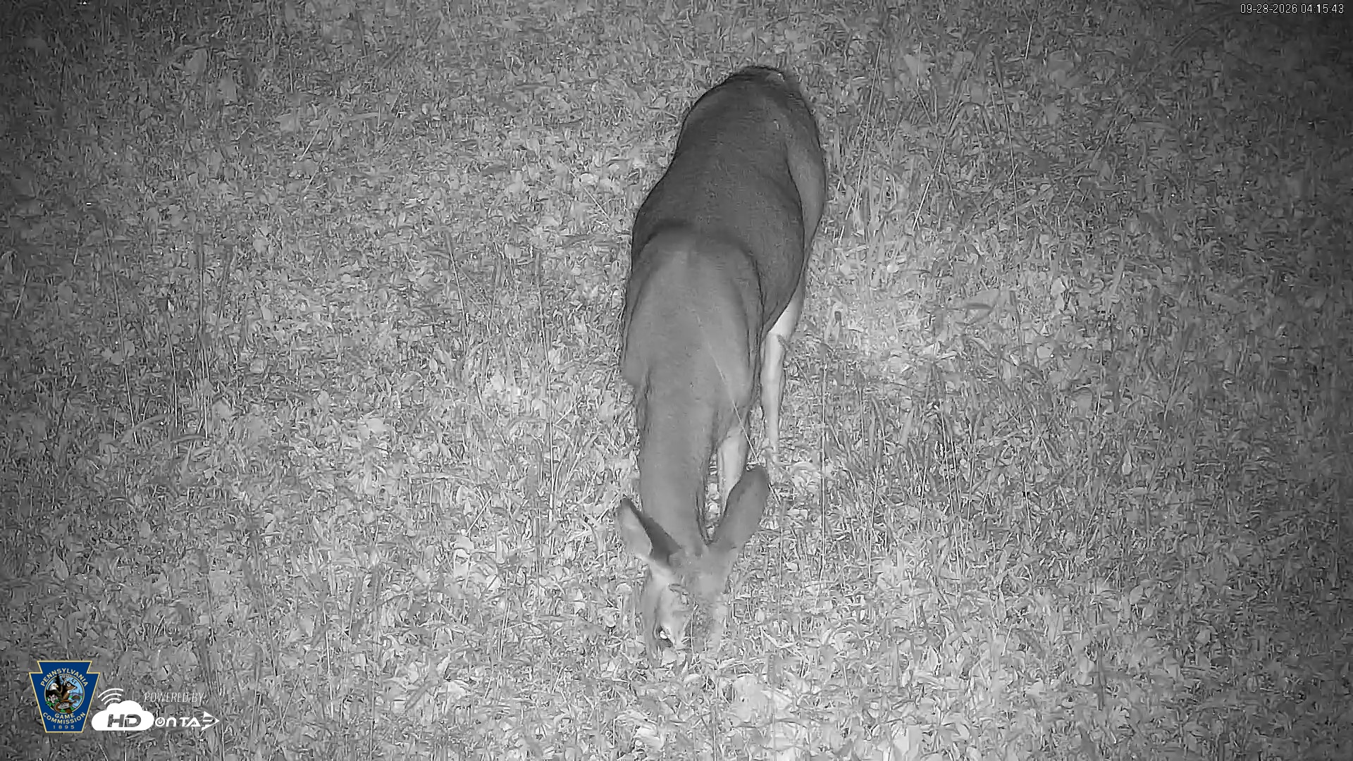 Snapshot of Pennsylvania Elk Live Webcam taken Sep 28, 2026, 4:16am EDT