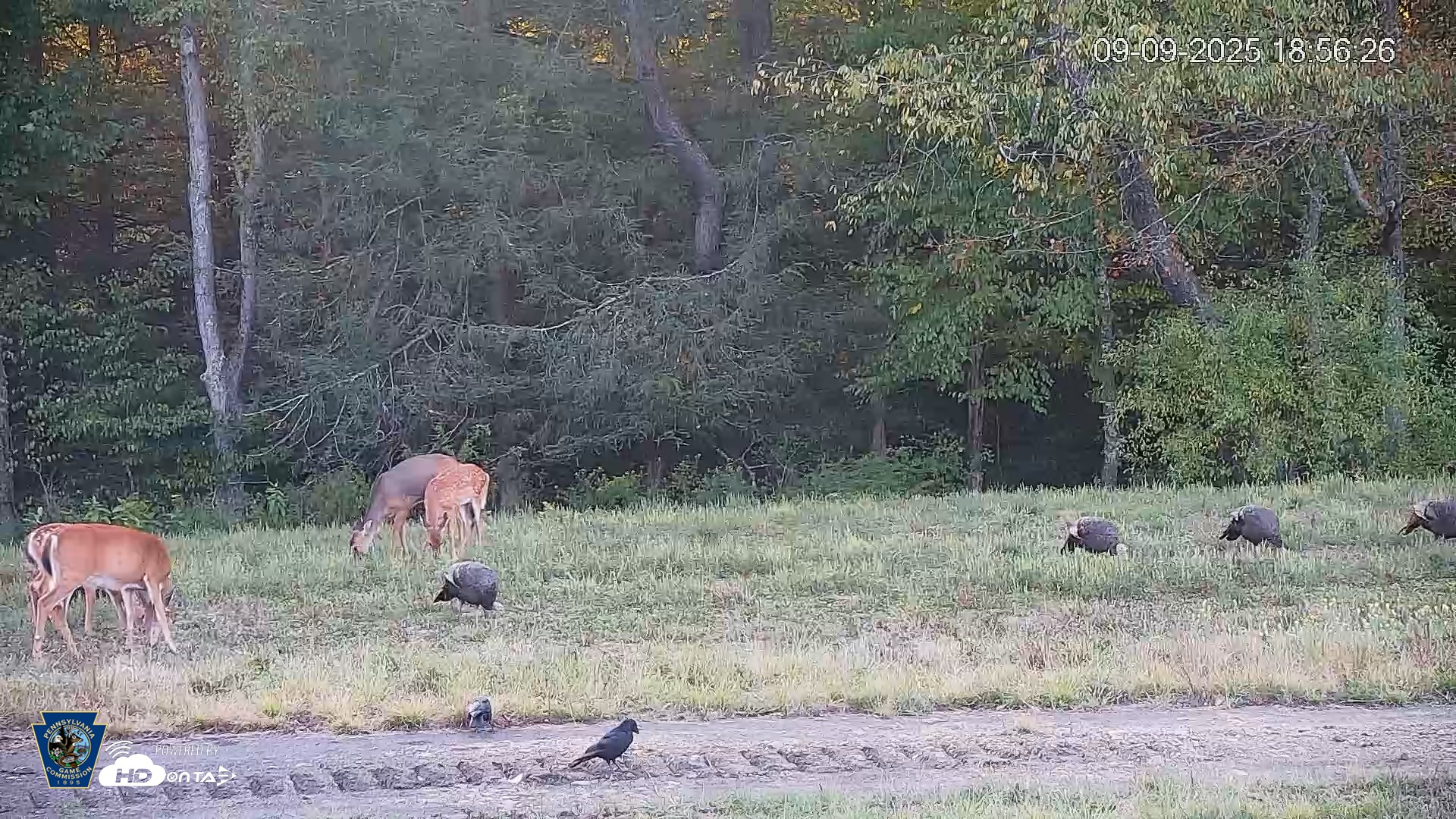 Snapshot of Pennsylvania Elk Live Webcam taken Sep 9, 2025, 6:56pm EDT