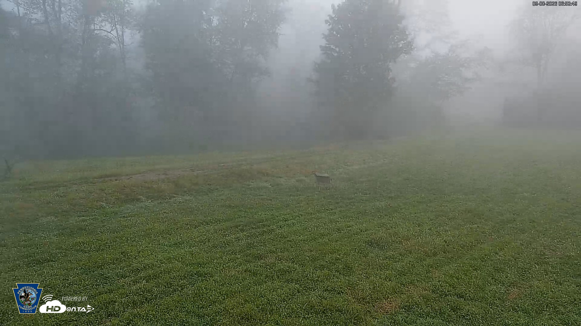 Snapshot of Pennsylvania Elk Live Webcam taken Sep 8, 2026, 6:54am EDT