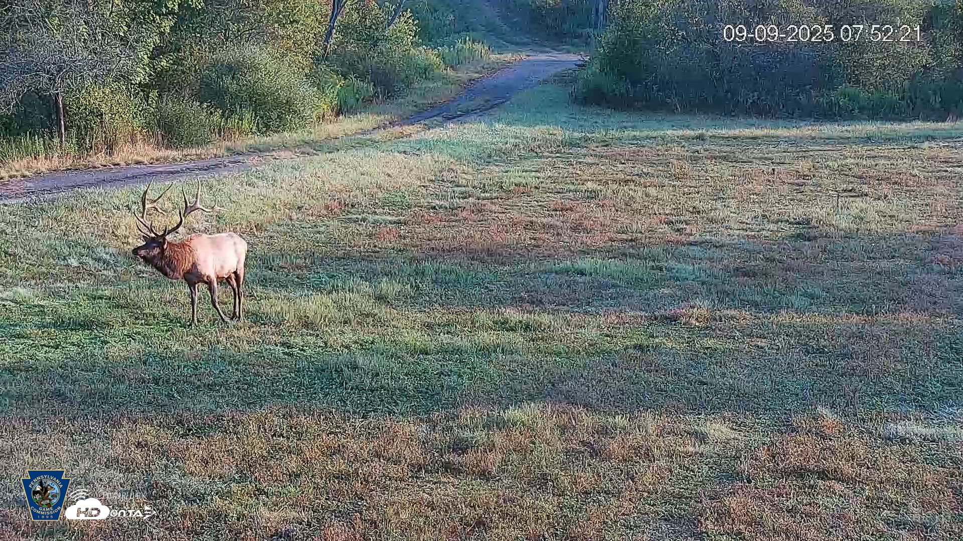 Snapshot of Pennsylvania Elk Live Webcam taken Sep 9, 2025, 7:53am EDT