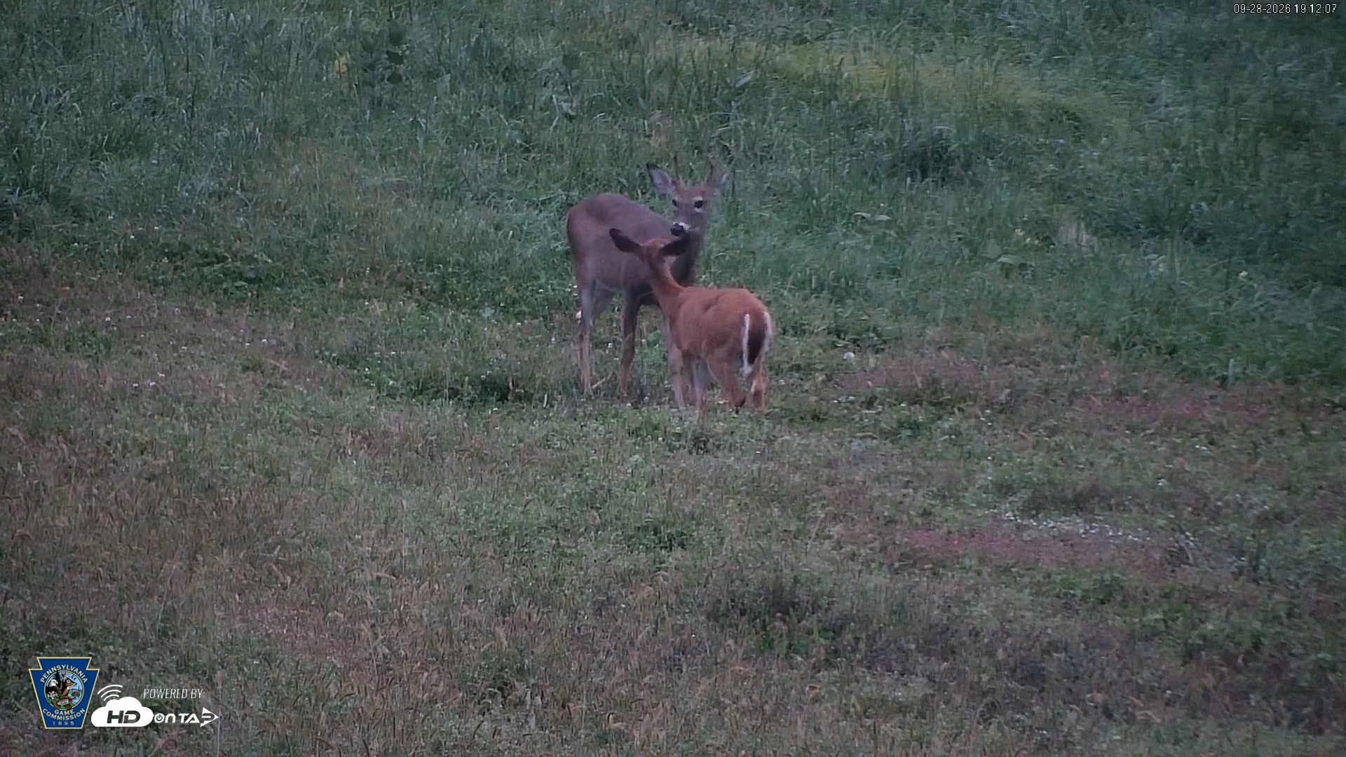 Snapshot of Pennsylvania Elk Live Webcam taken Sep 28, 2026, 7:13pm EDT