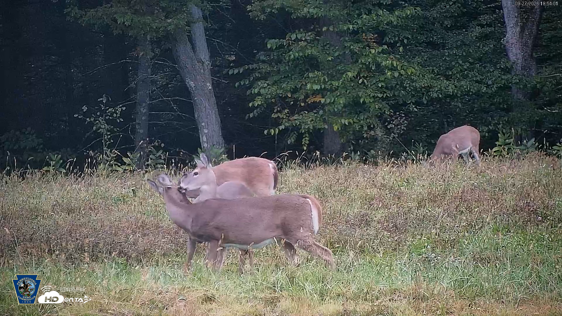 Snapshot of Pennsylvania Elk Live Webcam taken Sep 27, 2026, 6:54pm EDT