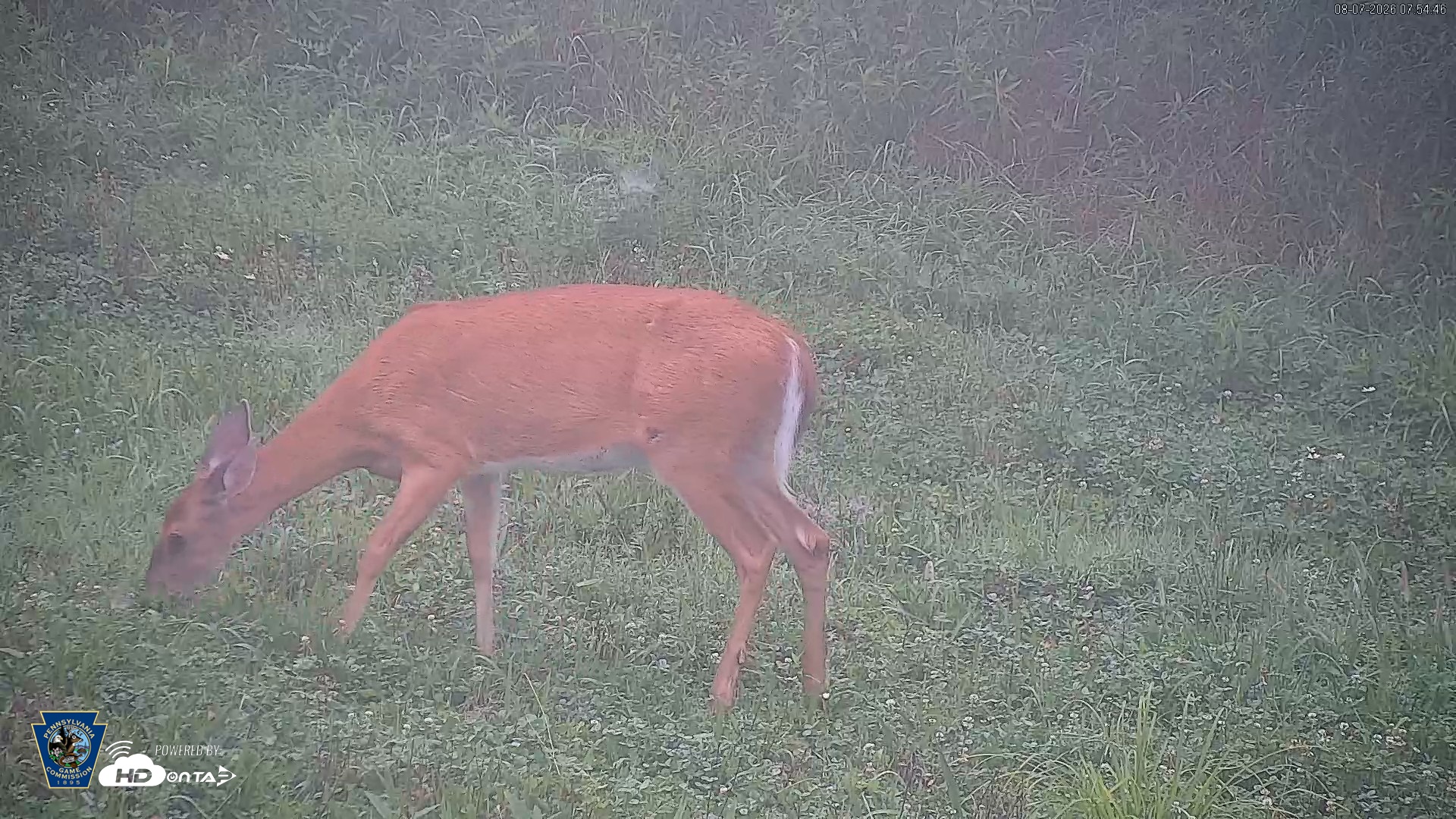 Snapshot of Pennsylvania Elk Live Webcam taken Aug 7, 2026, 7:55am EDT