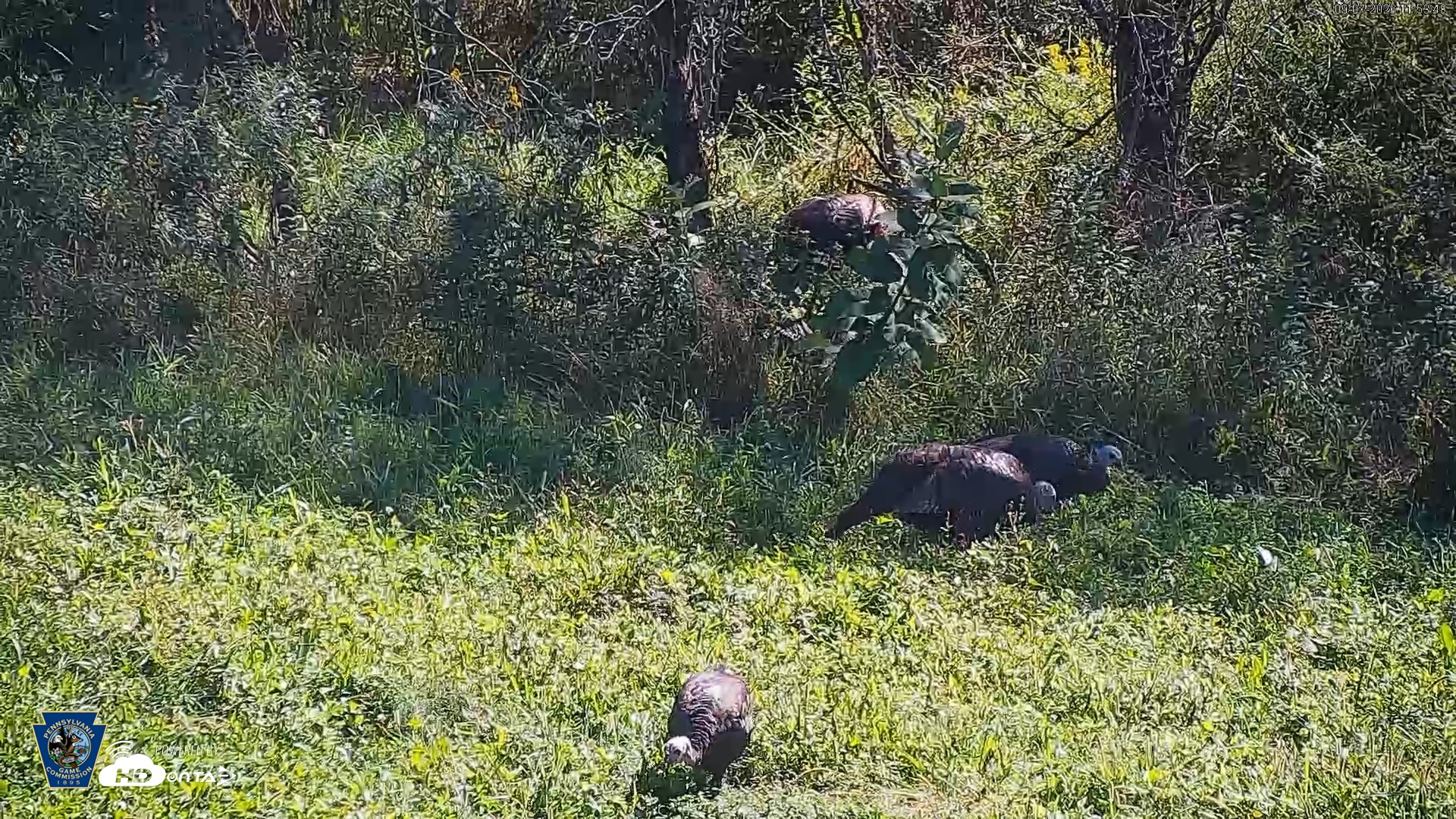 Snapshot of Pennsylvania Elk Live Webcam taken Sep 7, 2026, 11:54am EDT