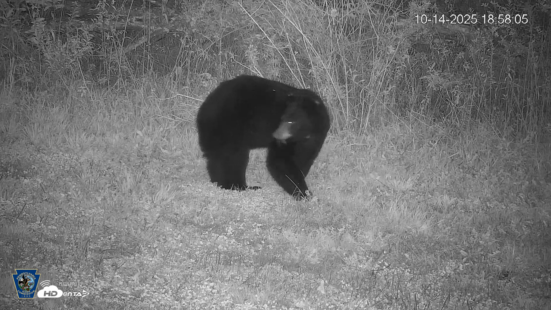 Snapshot of Pennsylvania Elk Live Webcam taken Oct 14, 2025, 6:58pm EDT