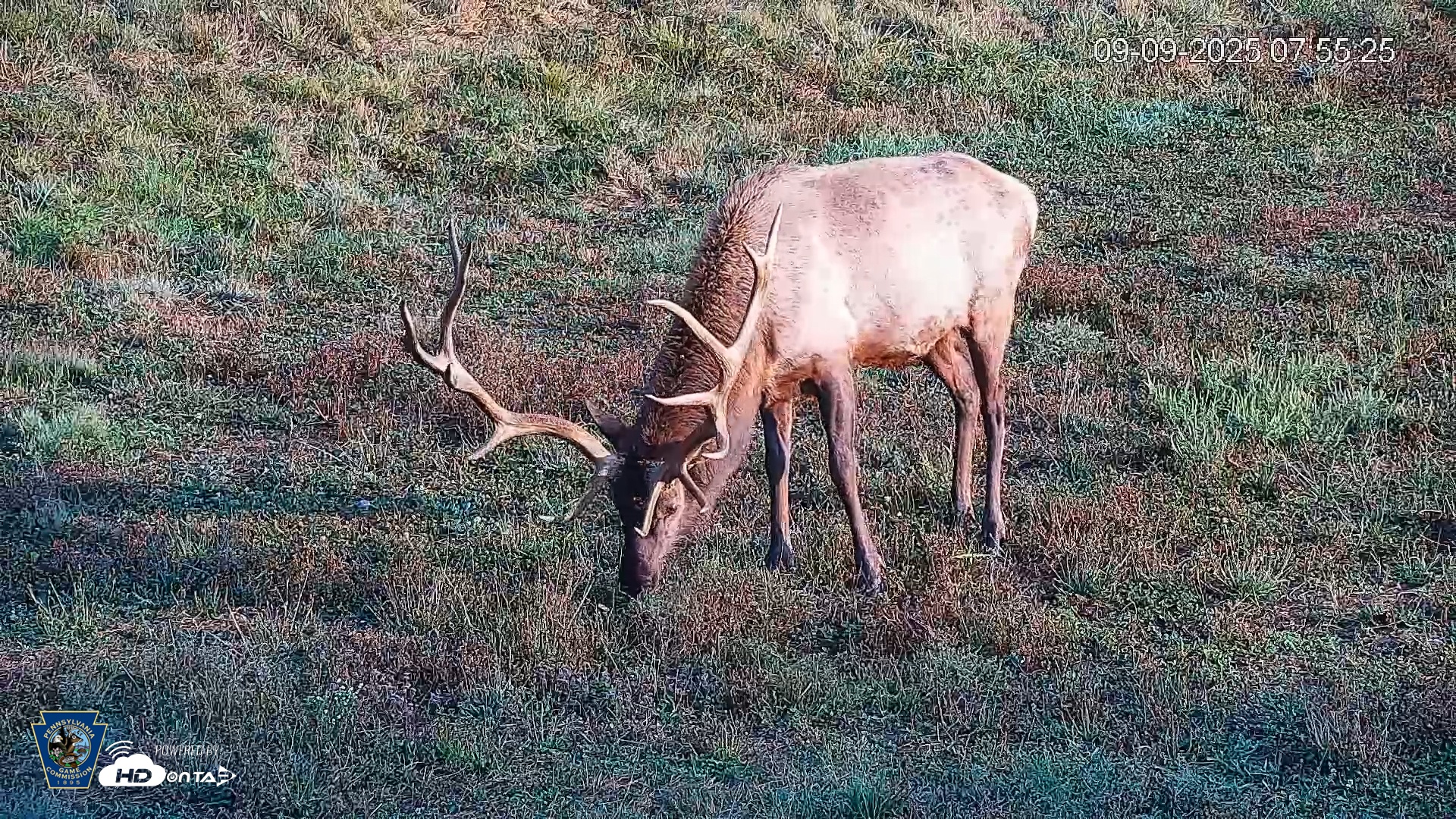 Snapshot of Pennsylvania Elk Live Webcam taken Sep 9, 2025, 7:56am EDT