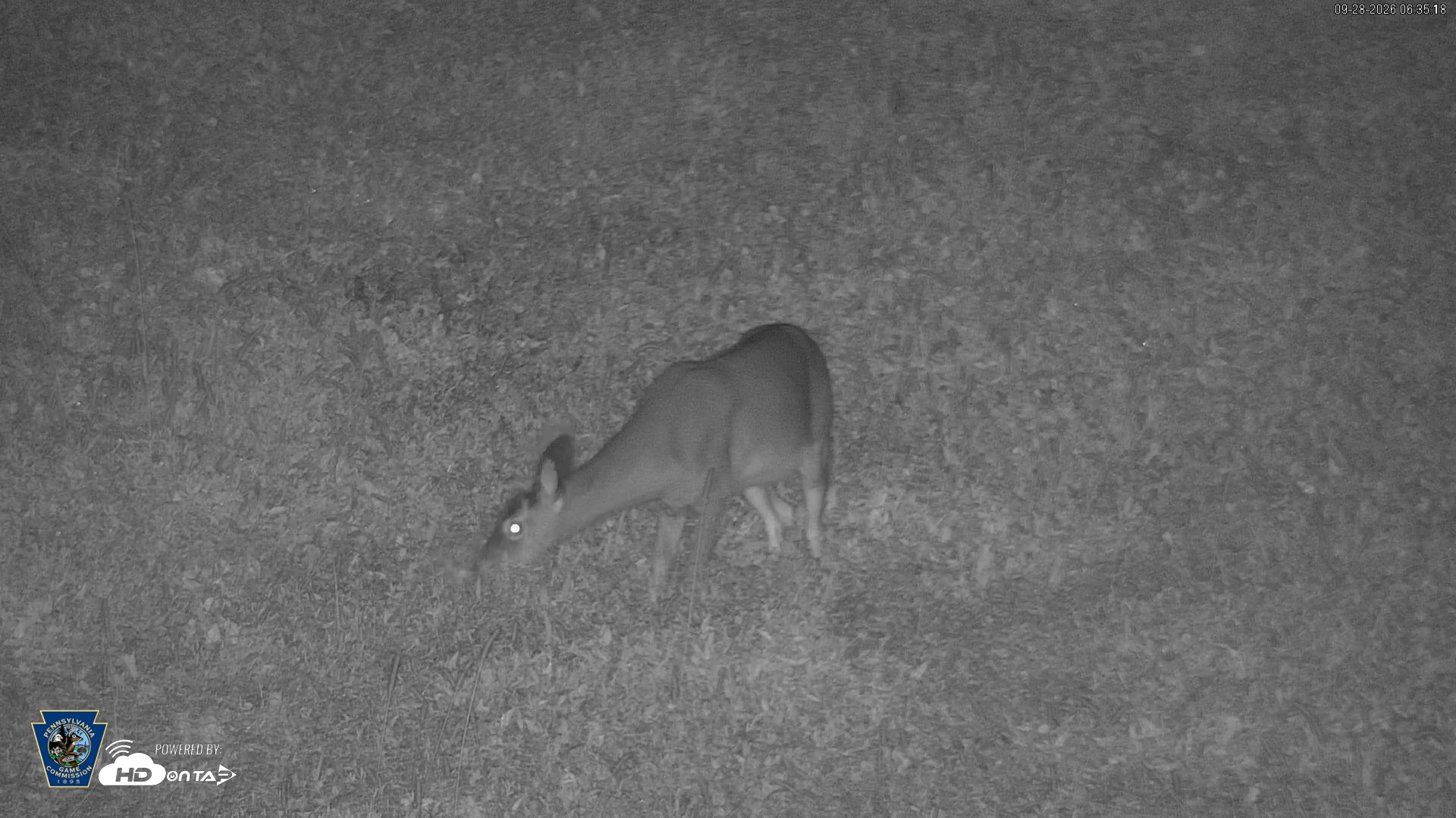 Snapshot of Pennsylvania Elk Live Webcam taken Sep 28, 2026, 6:36am EDT
