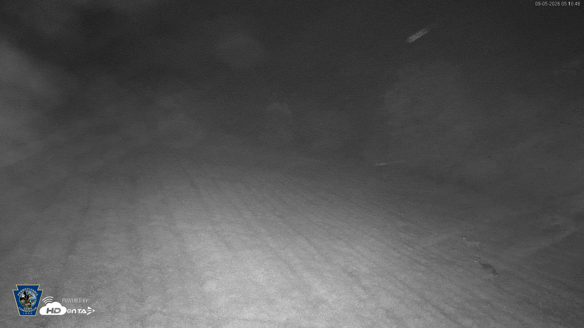 Snapshot of Pennsylvania Elk Live Webcam taken Sep 5, 2026, 5:11am EDT