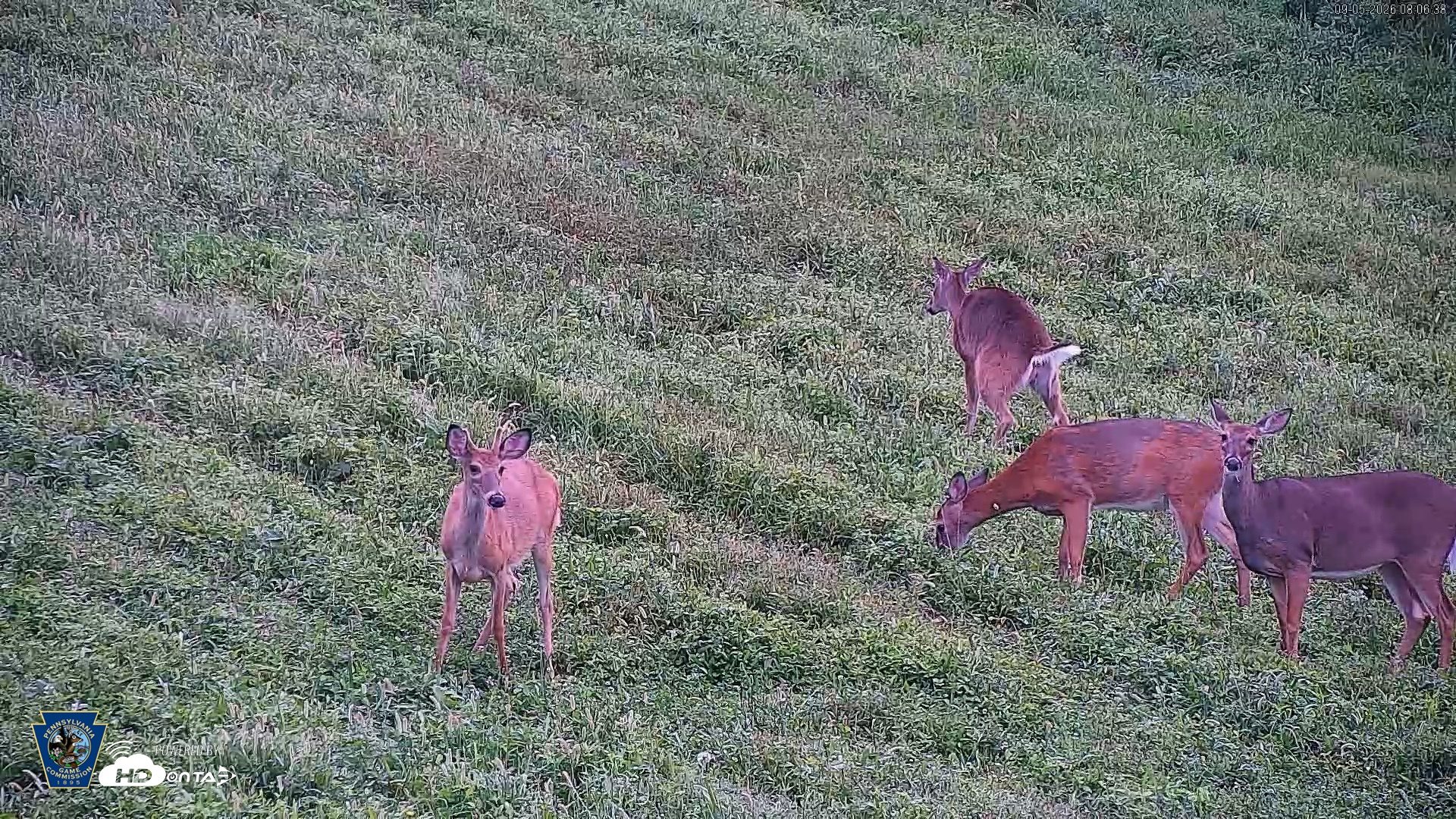 Snapshot of Pennsylvania Elk Live Webcam taken Sep 5, 2026, 8:07am EDT