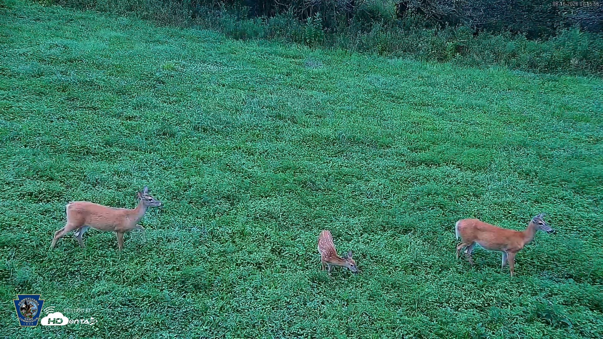 Snapshot of Pennsylvania Elk Live Webcam taken Aug 16, 2026, 7:17am EDT