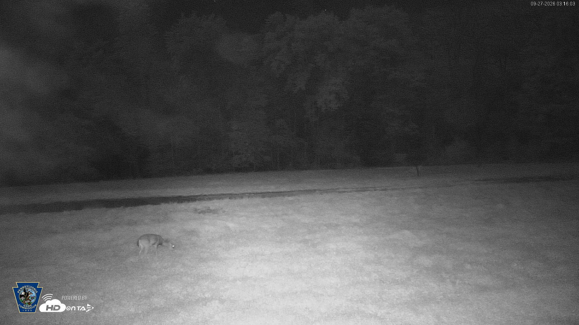 Snapshot of Pennsylvania Elk Live Webcam taken Sep 27, 2026, 3:16am EDT