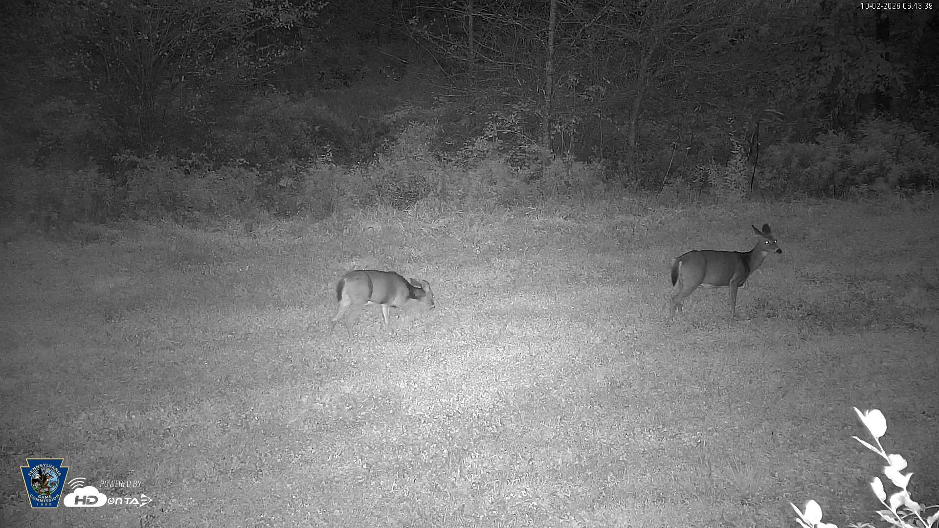 Snapshot of Pennsylvania Elk Live Webcam taken Oct 2, 2026, 6:44am EDT