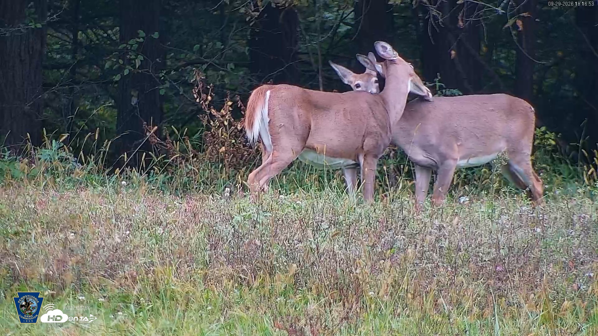 Snapshot of Pennsylvania Elk Live Webcam taken Sep 29, 2026, 6:17pm EDT