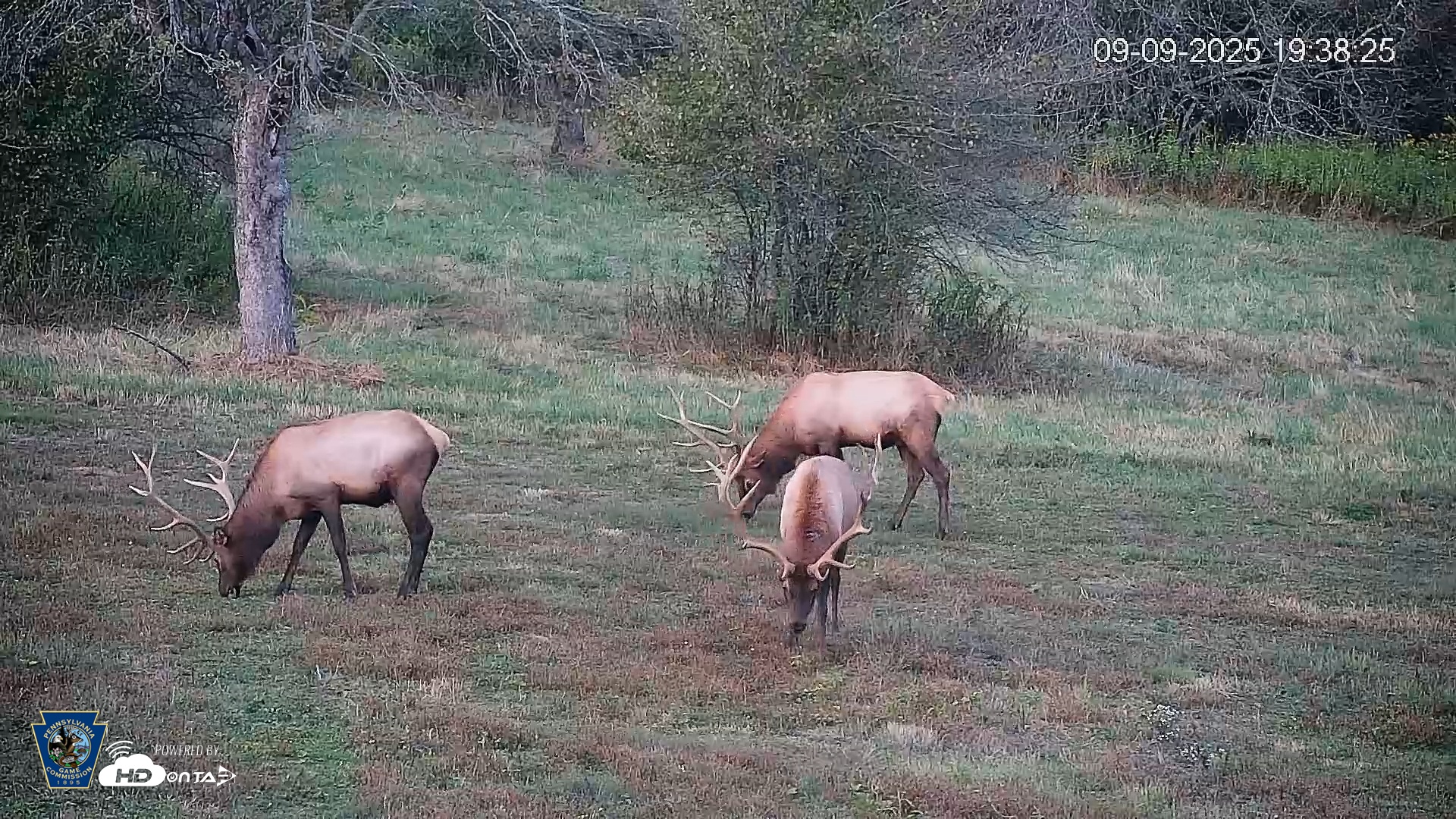 Snapshot of Pennsylvania Elk Live Webcam taken Sep 9, 2025, 7:39pm EDT