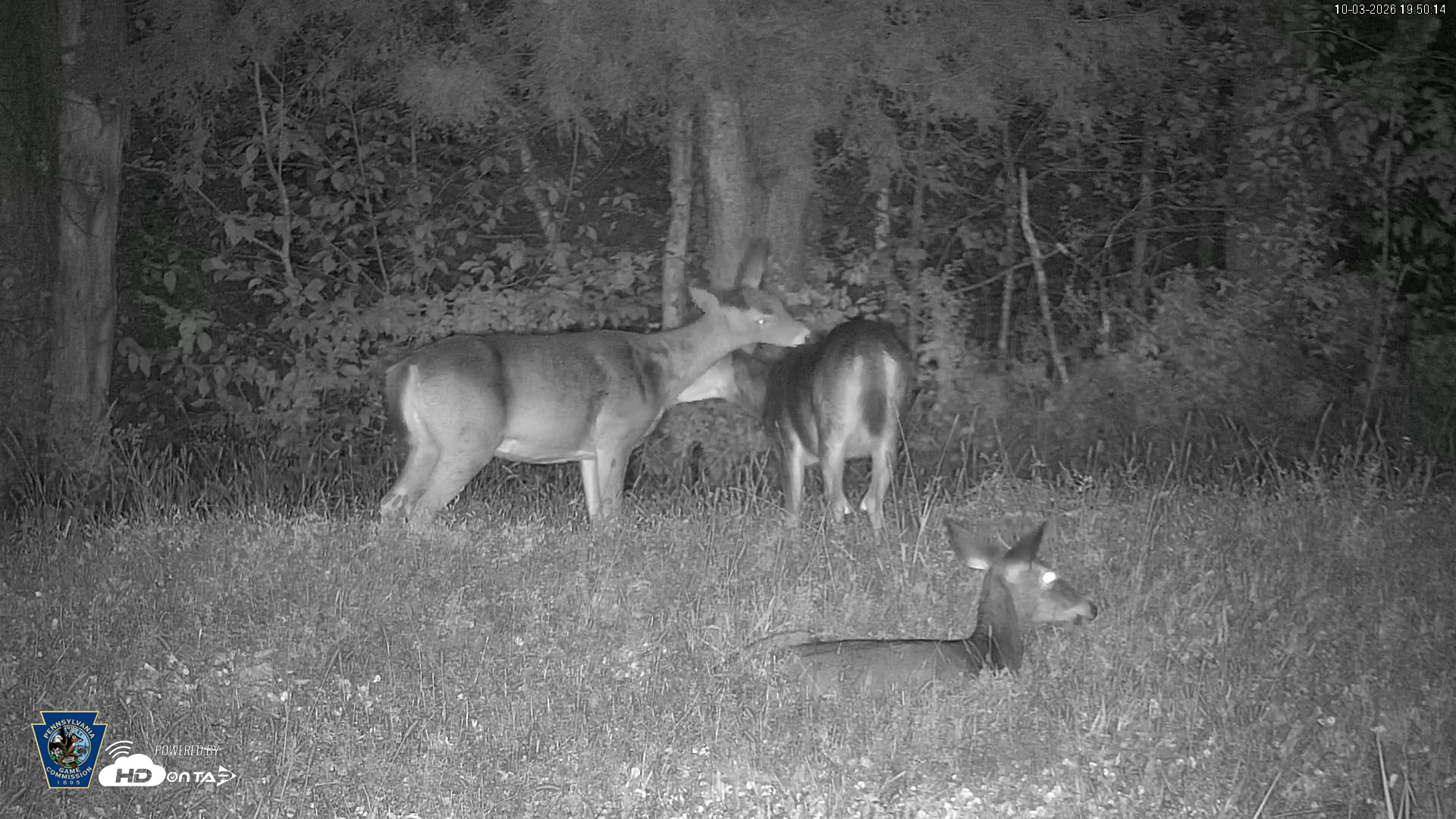 Snapshot of Pennsylvania Elk Live Webcam taken Oct 3, 2026, 7:51pm EDT