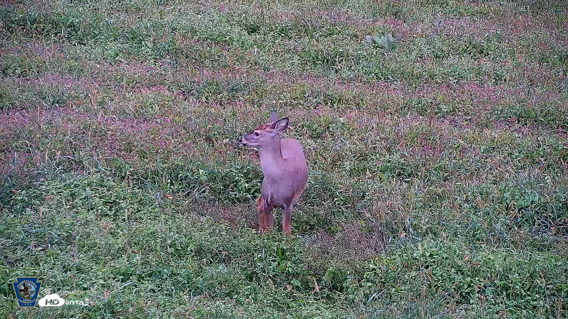 Snapshot of Pennsylvania Elk Live Webcam taken Sep 27, 2026, 2:09pm EDT