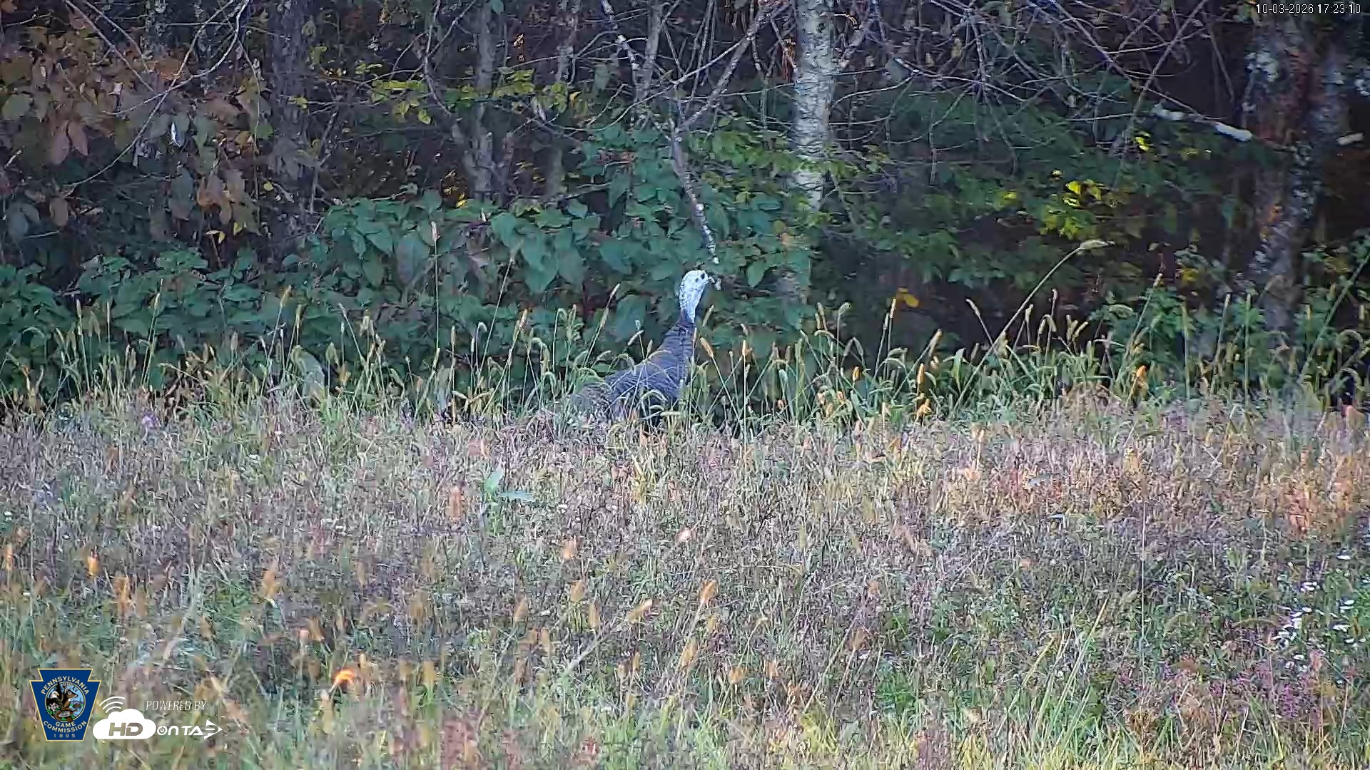 Snapshot of Pennsylvania Elk Live Webcam taken Oct 3, 2026, 5:24pm EDT