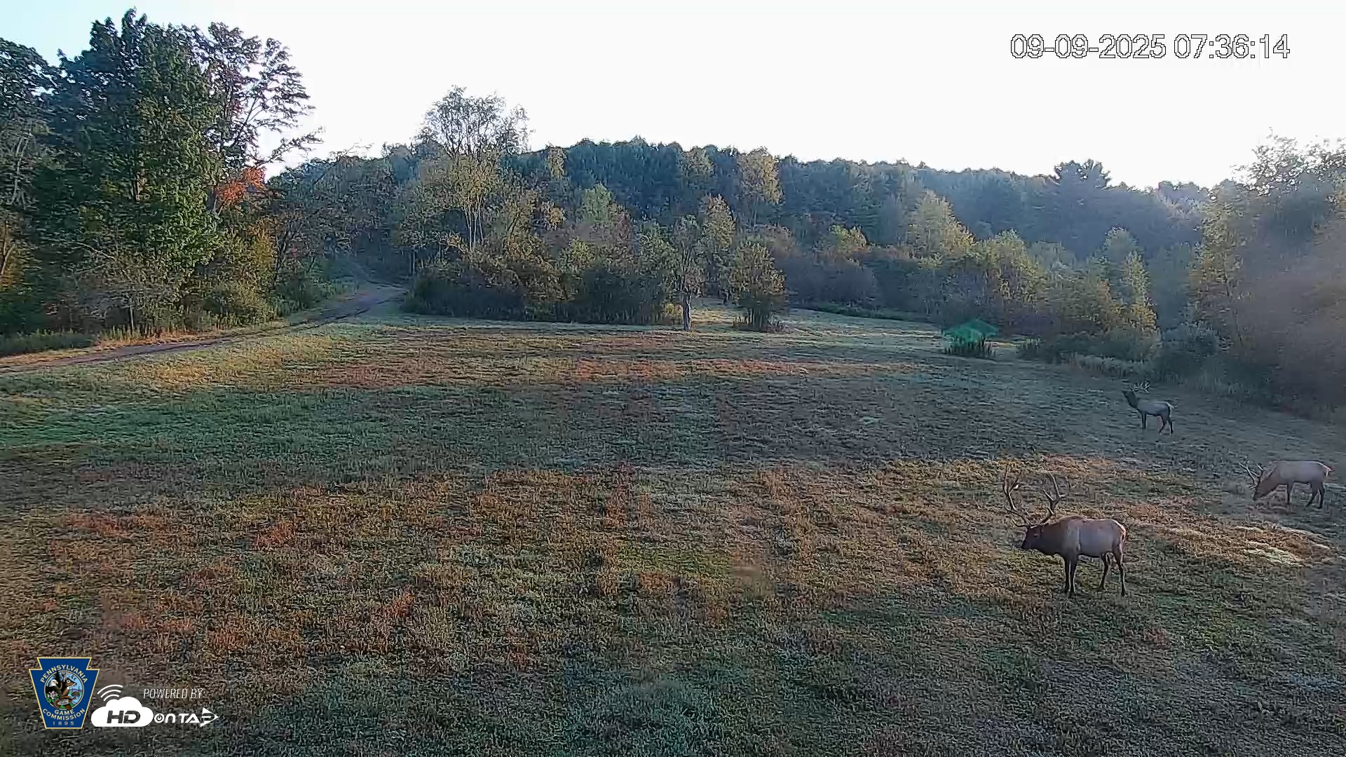Snapshot of Pennsylvania Elk Live Webcam taken Sep 9, 2025, 7:38am EDT