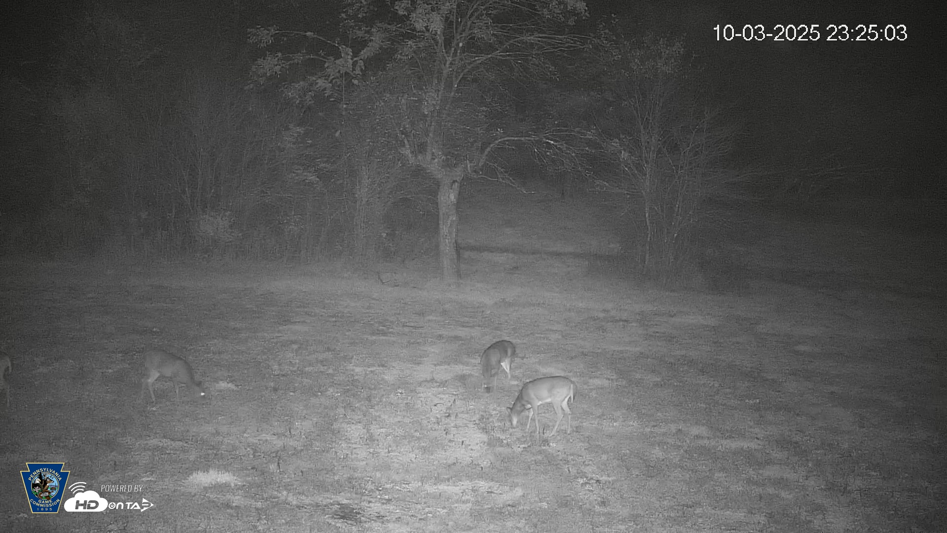 Snapshot of Pennsylvania Elk Live Webcam taken Oct 3, 2025, 11:25pm EDT