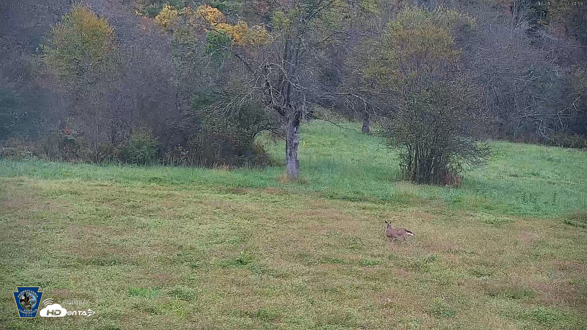 Snapshot of Pennsylvania Elk Live Webcam taken Oct 1, 2026, 7:36am EDT