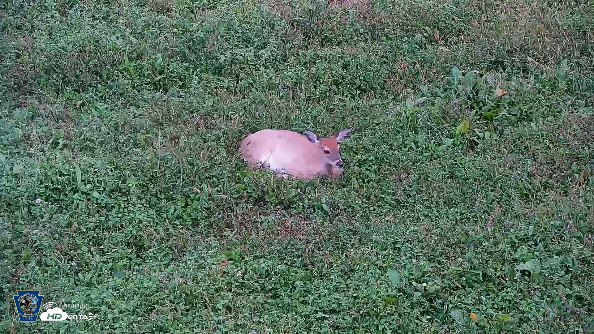 Snapshot of Pennsylvania Elk Live Webcam taken Oct 1, 2026, 6:05pm EDT