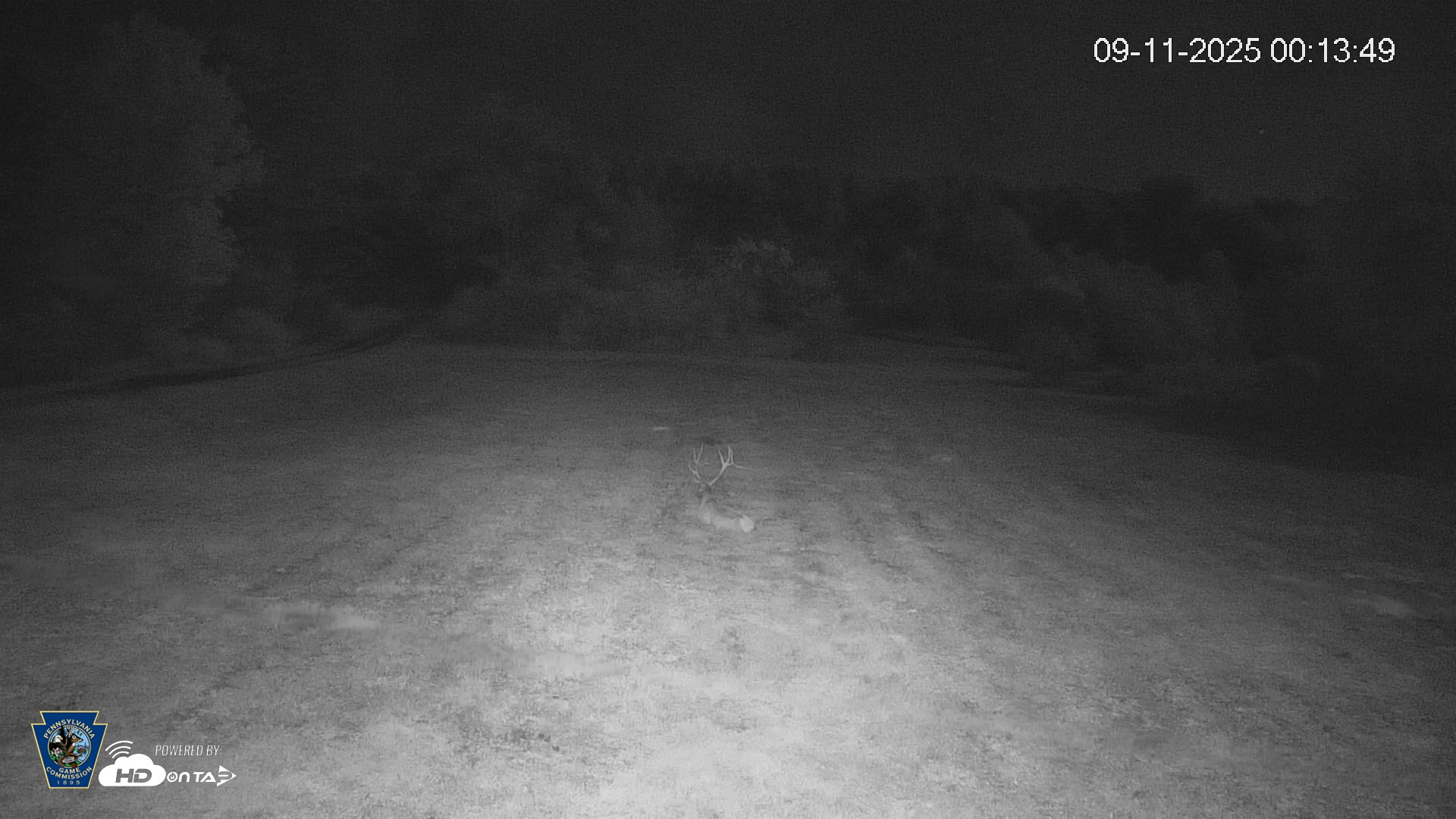 Snapshot of Pennsylvania Elk Live Webcam taken Sep 11, 2025, 12:14am EDT