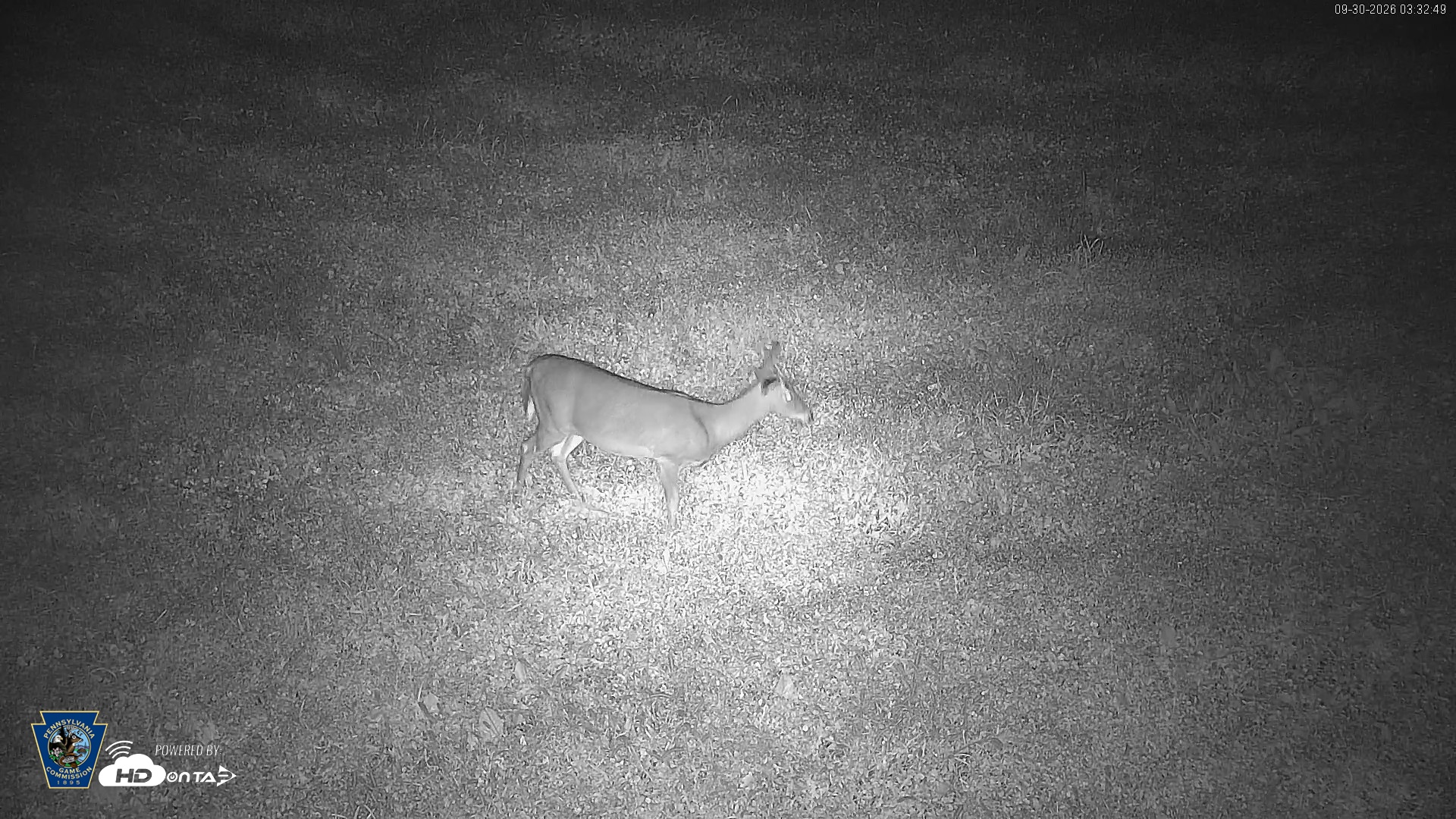Snapshot of Pennsylvania Elk Live Webcam taken Sep 30, 2026, 3:34am EDT