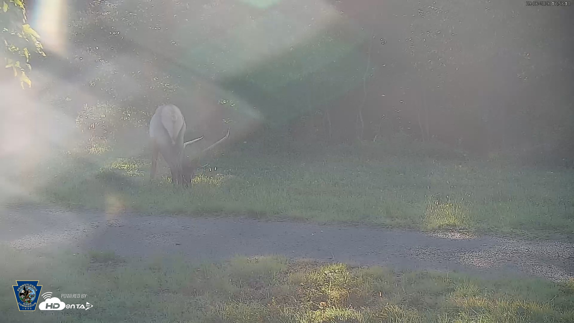 Snapshot of Pennsylvania Elk Live Webcam taken Sep 6, 2026, 5:57pm EDT