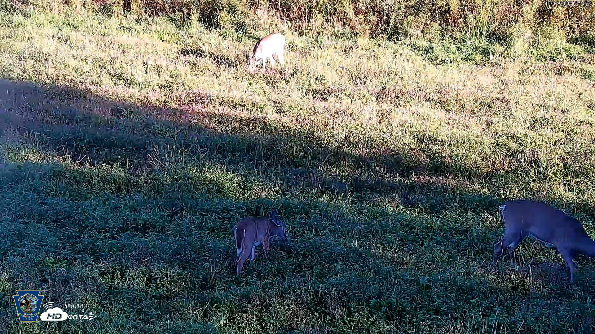 Snapshot of Pennsylvania Elk Live Webcam taken Oct 3, 2026, 5:15pm EDT