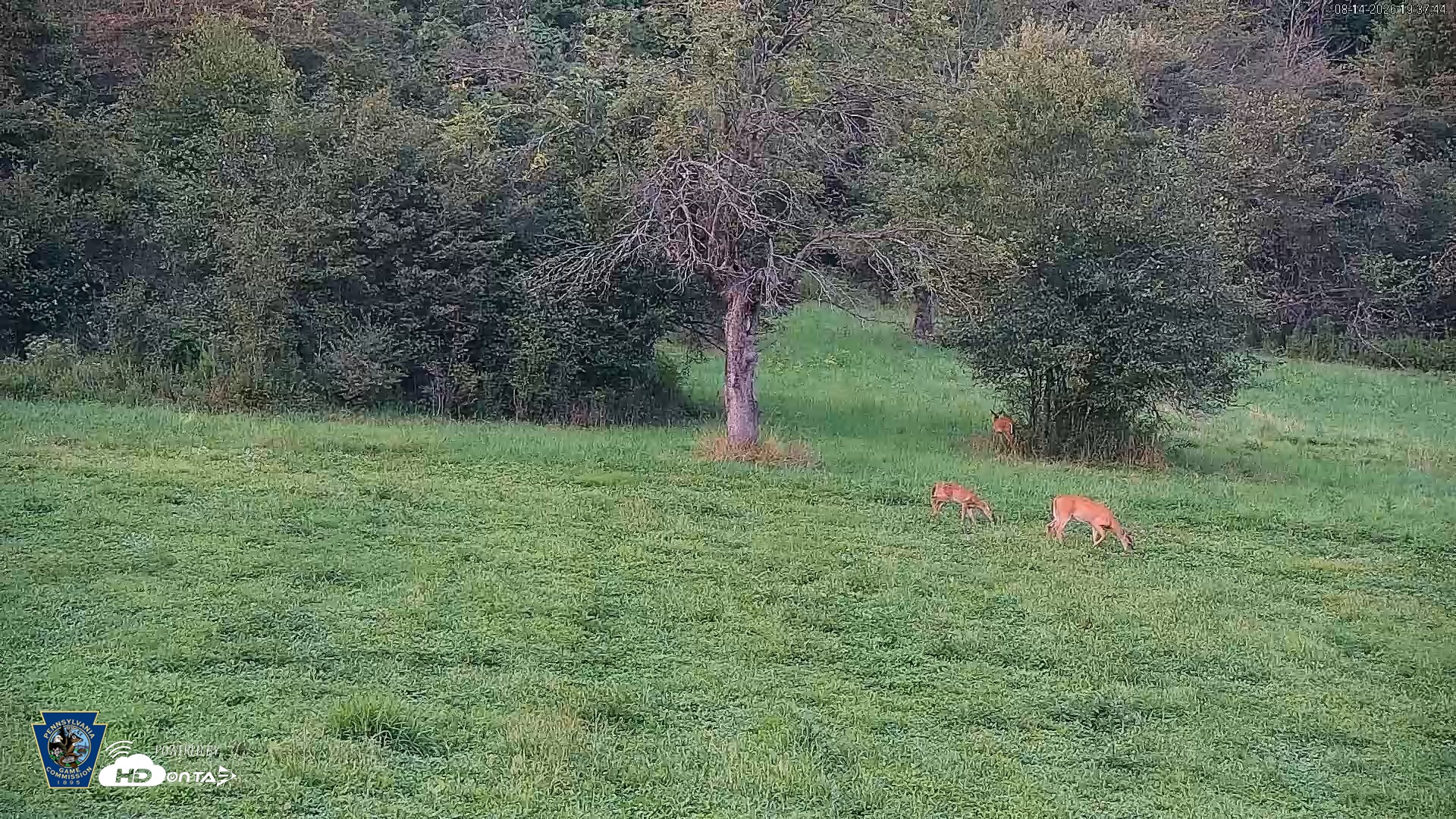Snapshot of Pennsylvania Elk Live Webcam taken Aug 14, 2026, 7:38pm EDT