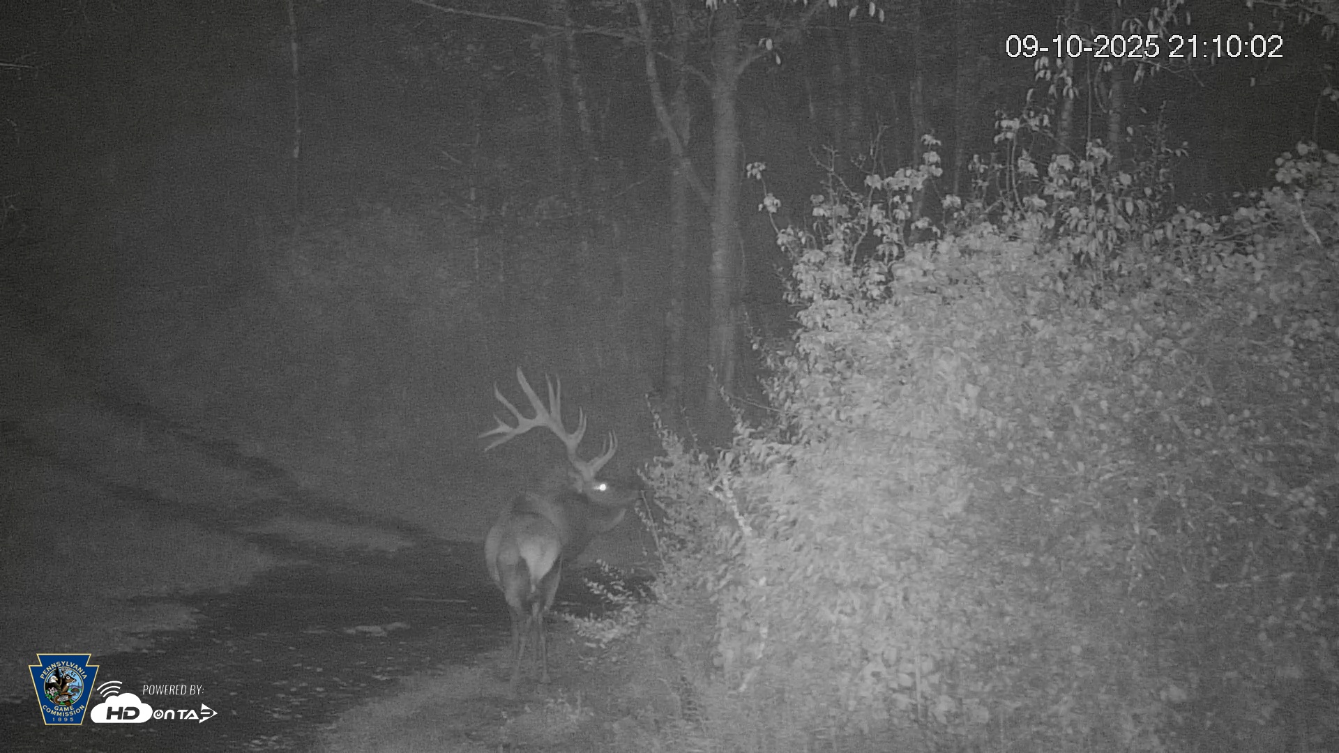 Snapshot of Pennsylvania Elk Live Webcam taken Sep 10, 2025, 9:10pm EDT