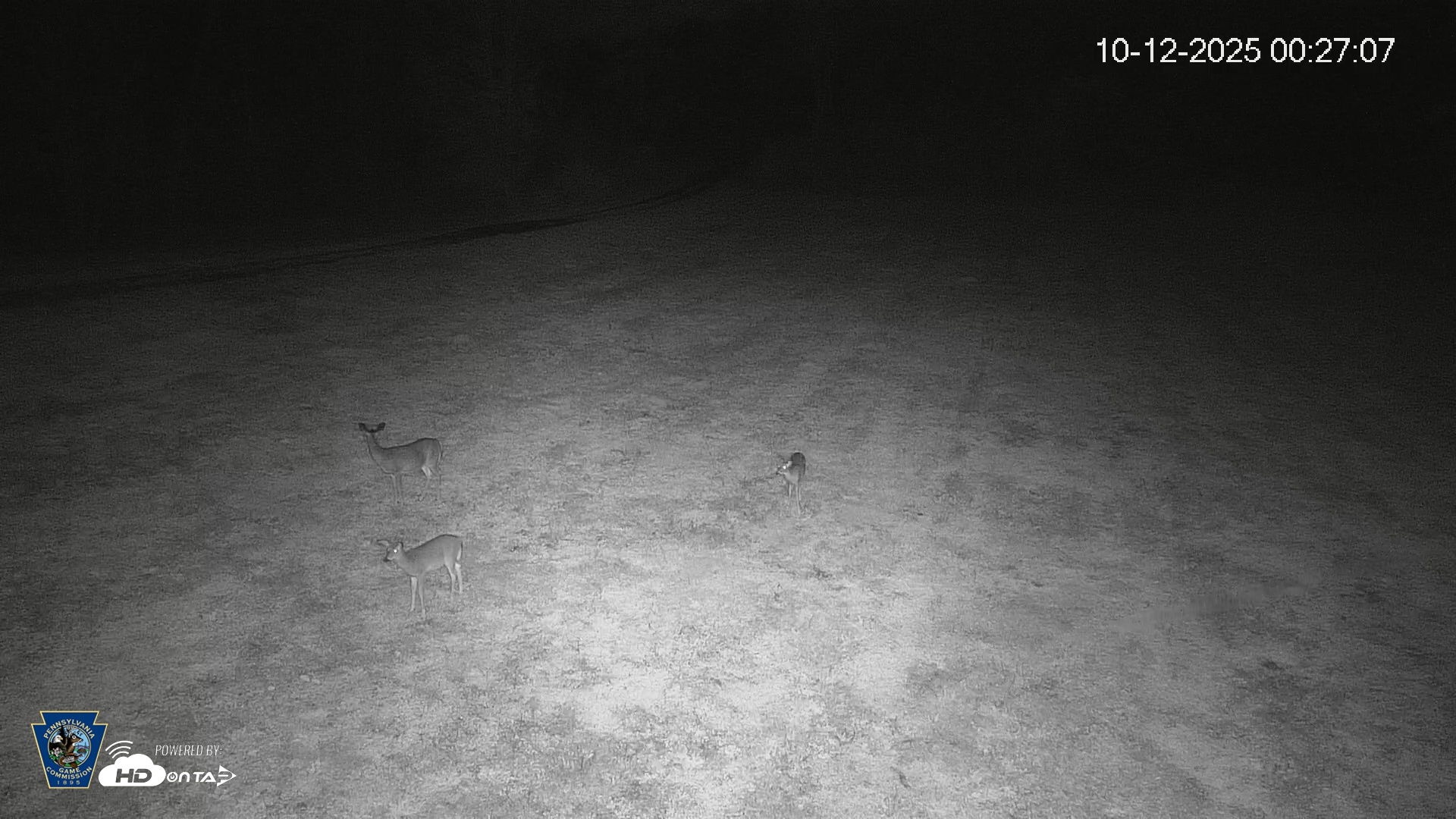 Snapshot of Pennsylvania Elk Live Webcam taken Oct 12, 2025, 12:27am EDT