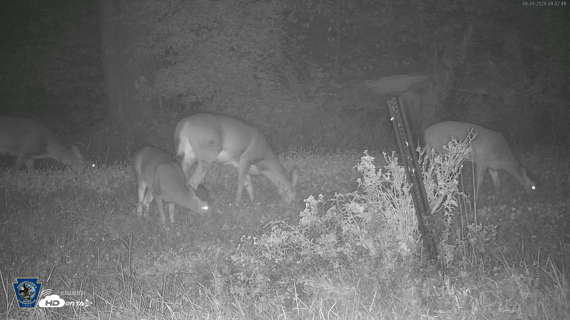 Snapshot of Pennsylvania Elk Live Webcam taken Sep 30, 2026, 4:03am EDT