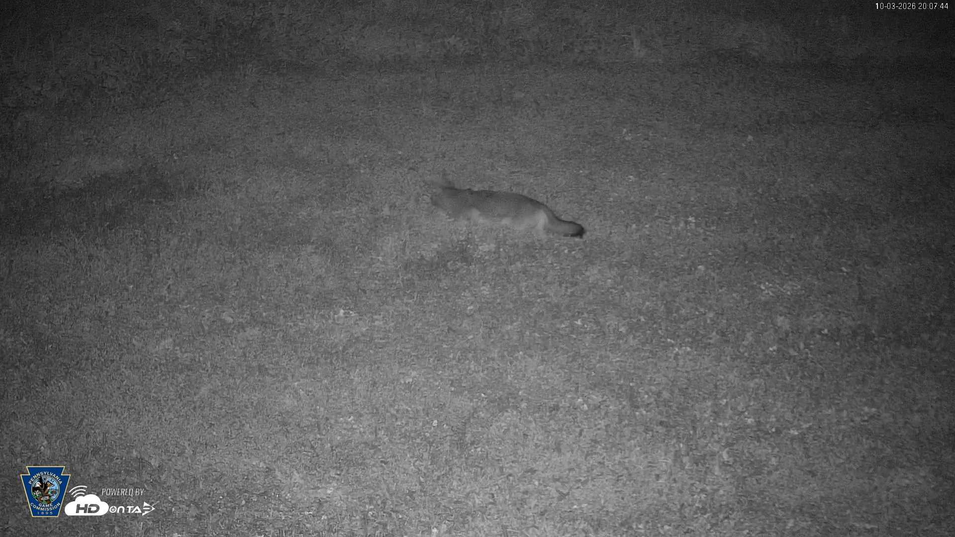 Snapshot of Pennsylvania Elk Live Webcam taken Oct 3, 2026, 8:09pm EDT