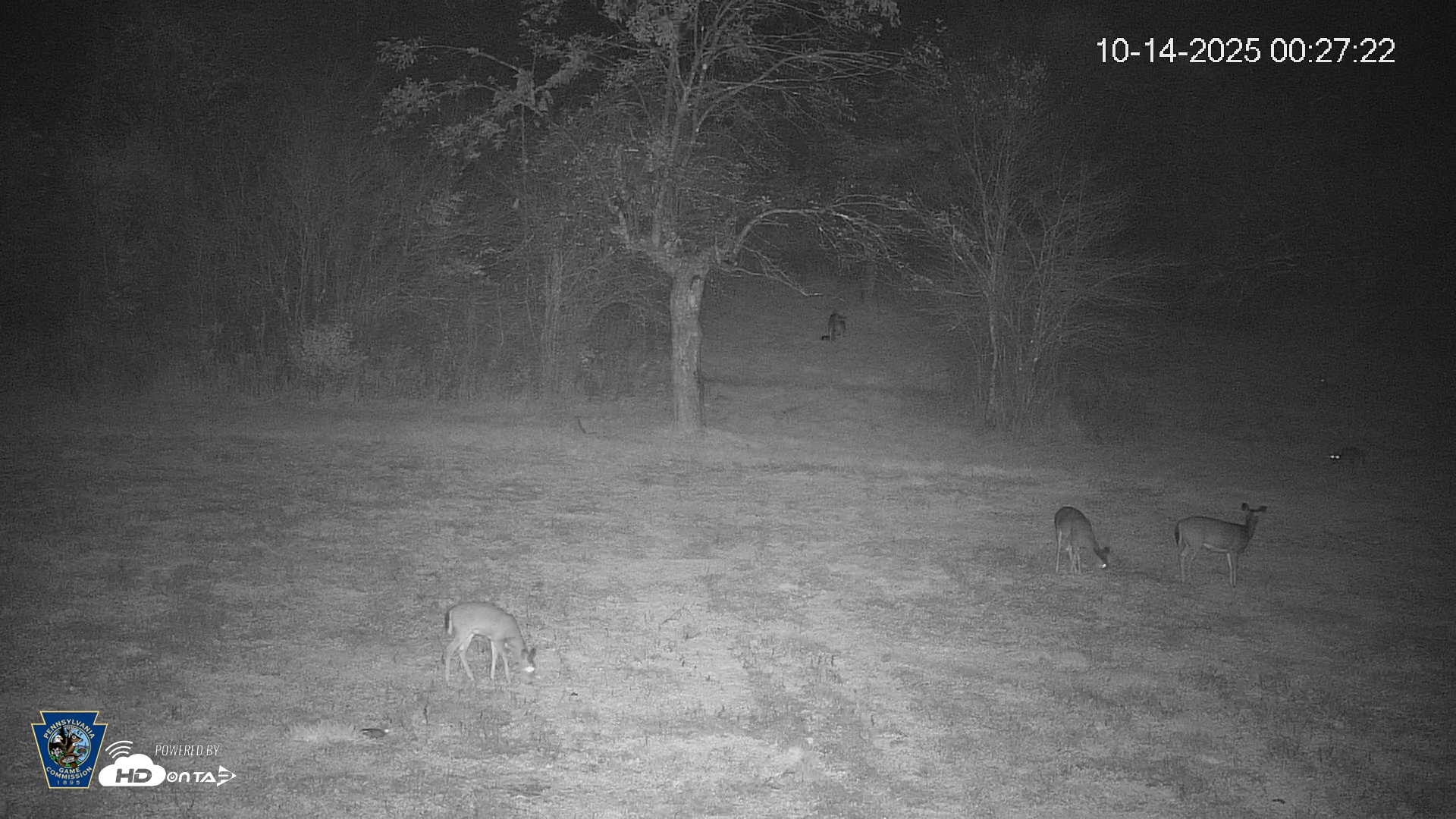 Snapshot of Pennsylvania Elk Live Webcam taken Oct 14, 2025, 12:28am EDT