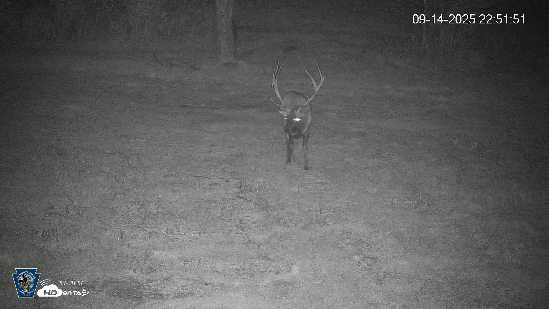 Snapshot of Pennsylvania Elk Live Webcam taken Sep 14, 2025, 10:52pm EDT