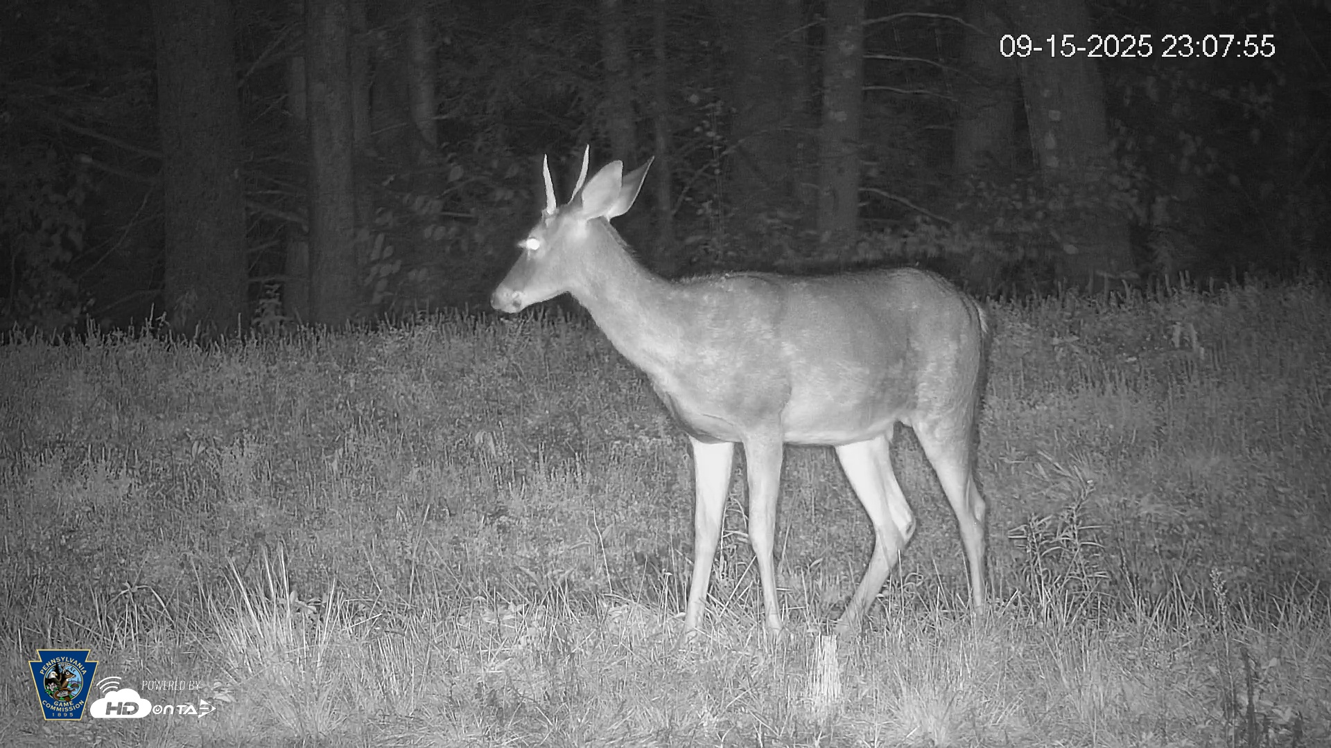 Snapshot of Pennsylvania Elk Live Webcam taken Sep 15, 2025, 11:08pm EDT