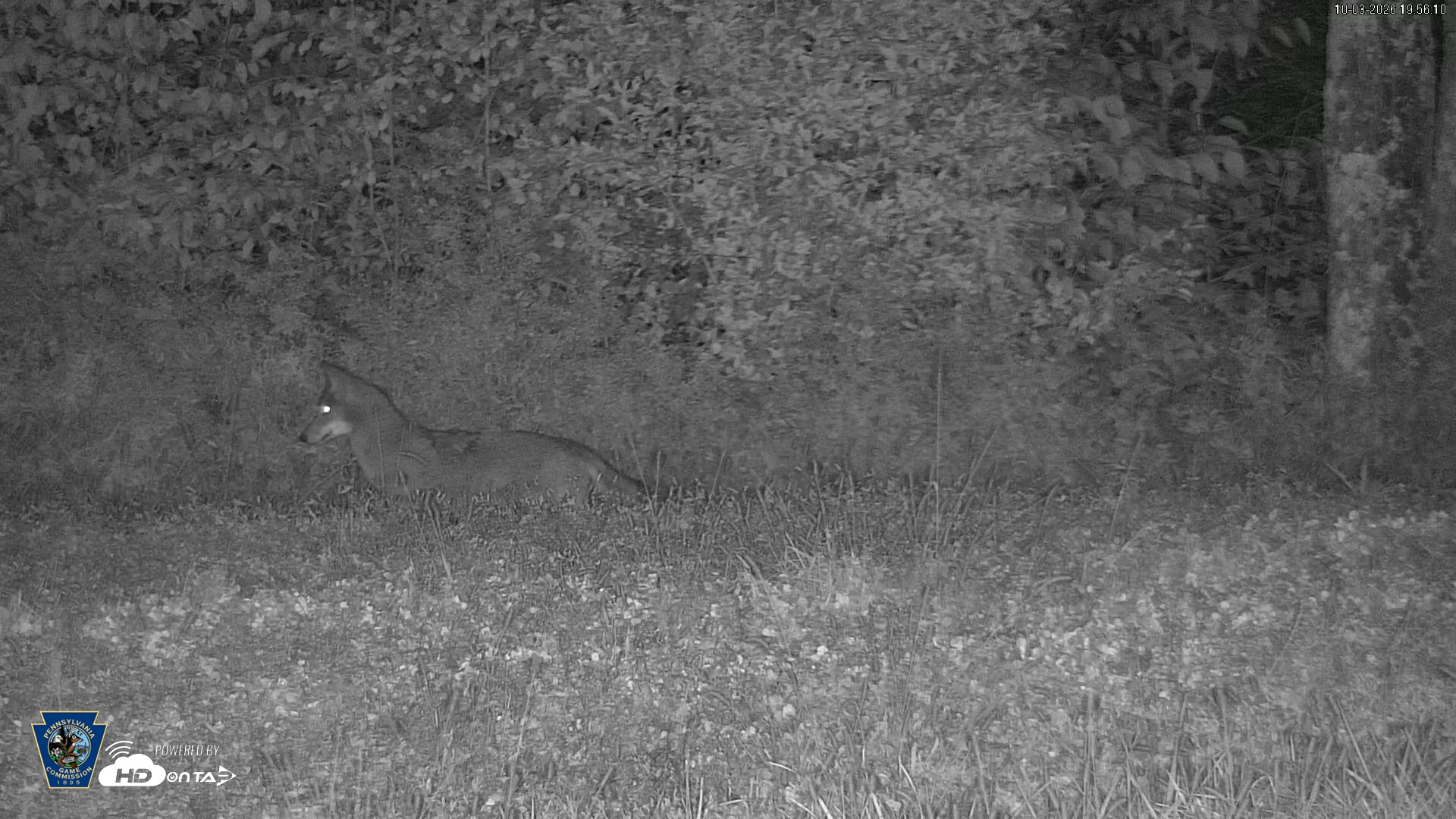 Snapshot of Pennsylvania Elk Live Webcam taken Oct 3, 2026, 7:57pm EDT